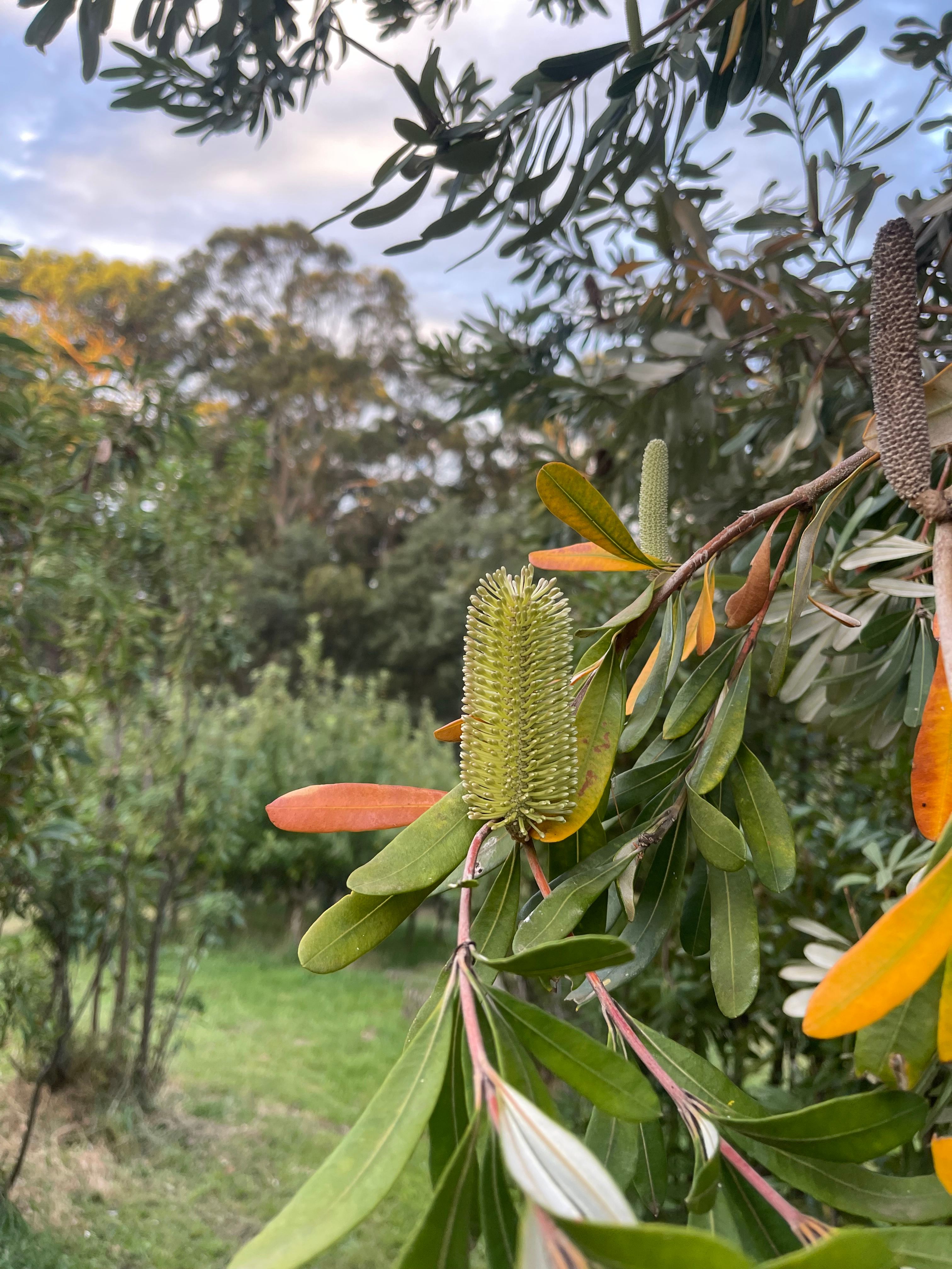 Mountain Flower Farm