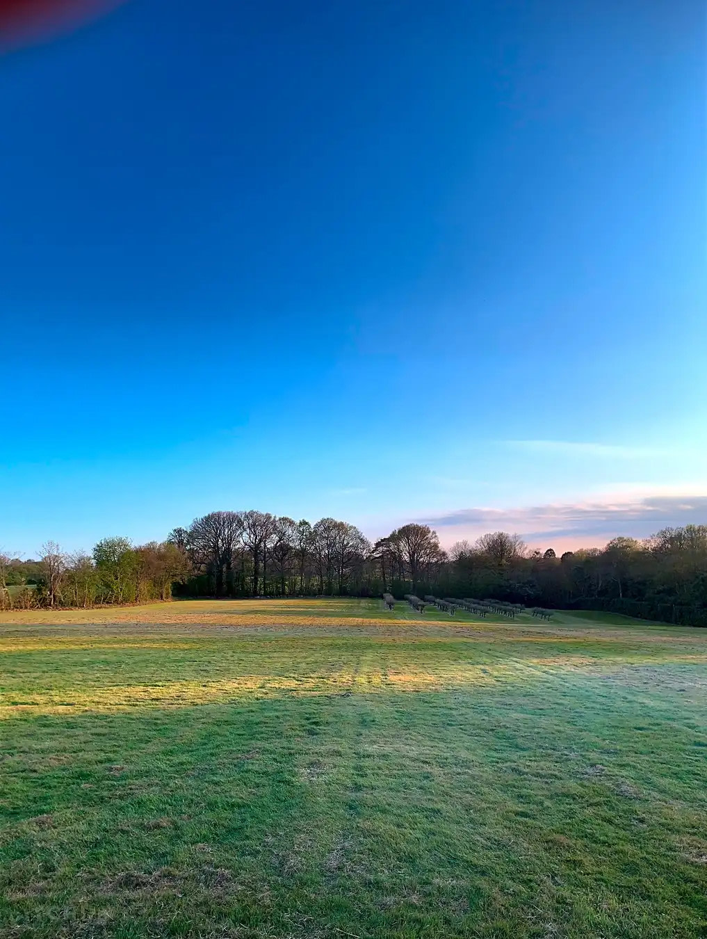 Frittenden Orchard