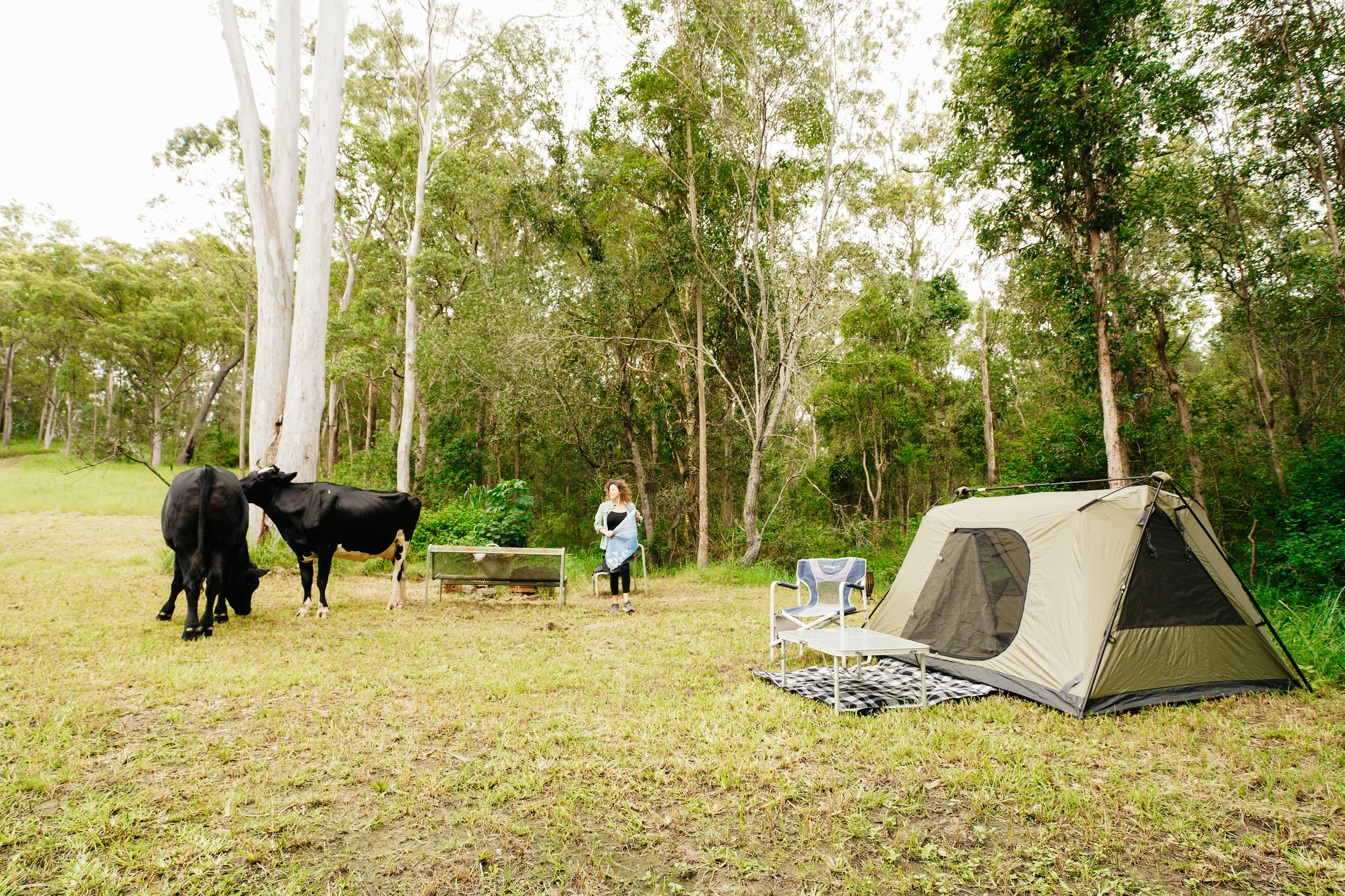 the adorable cows helping me set up
