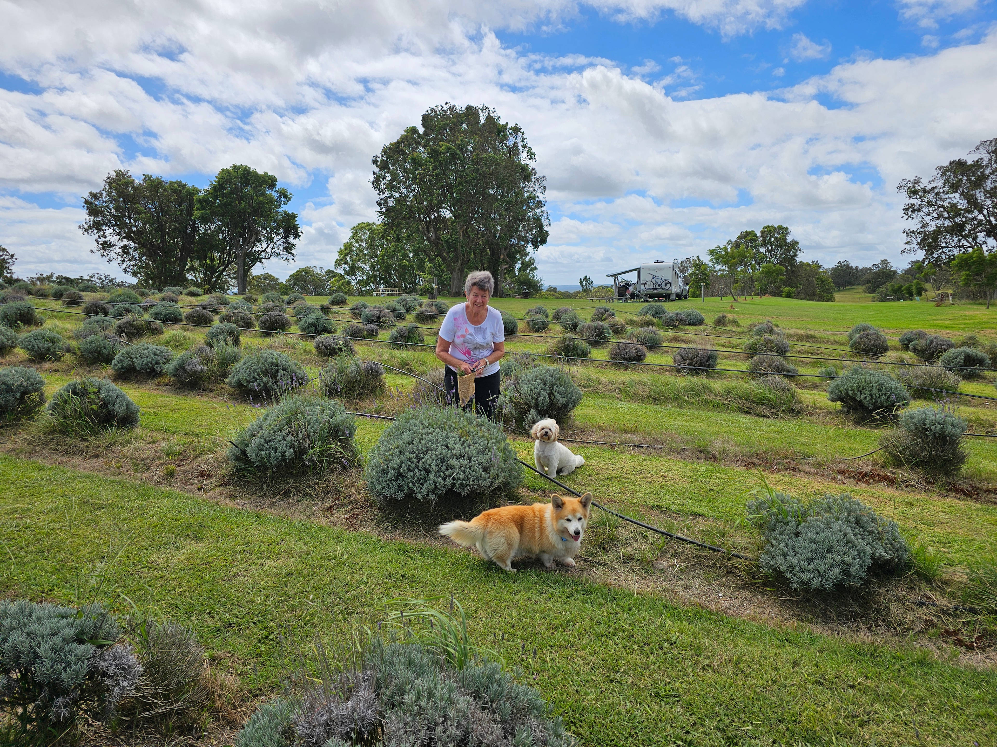 Aloomba Lavender Farm