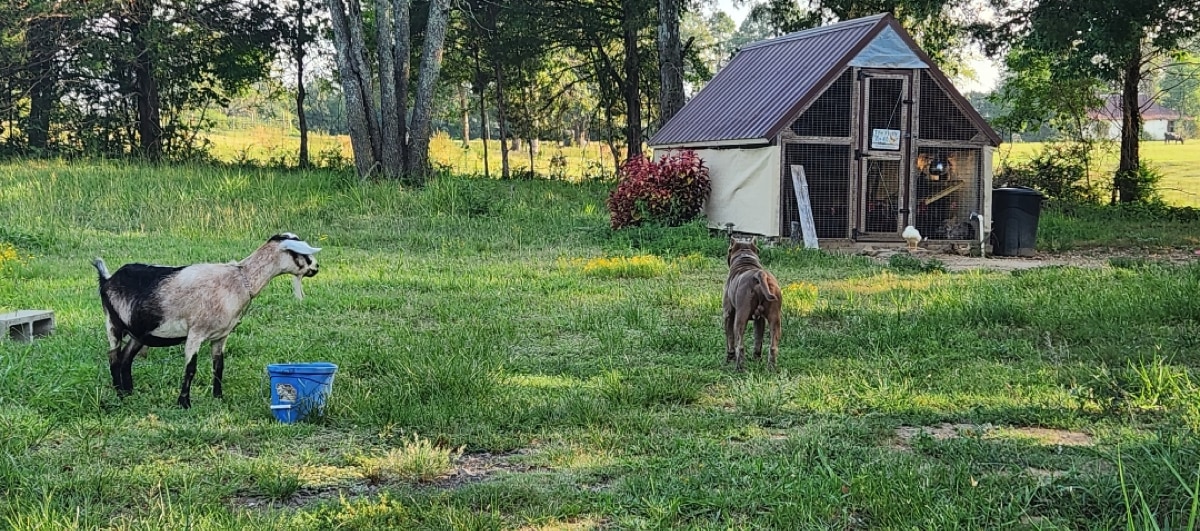 Barnyard Camping Experience