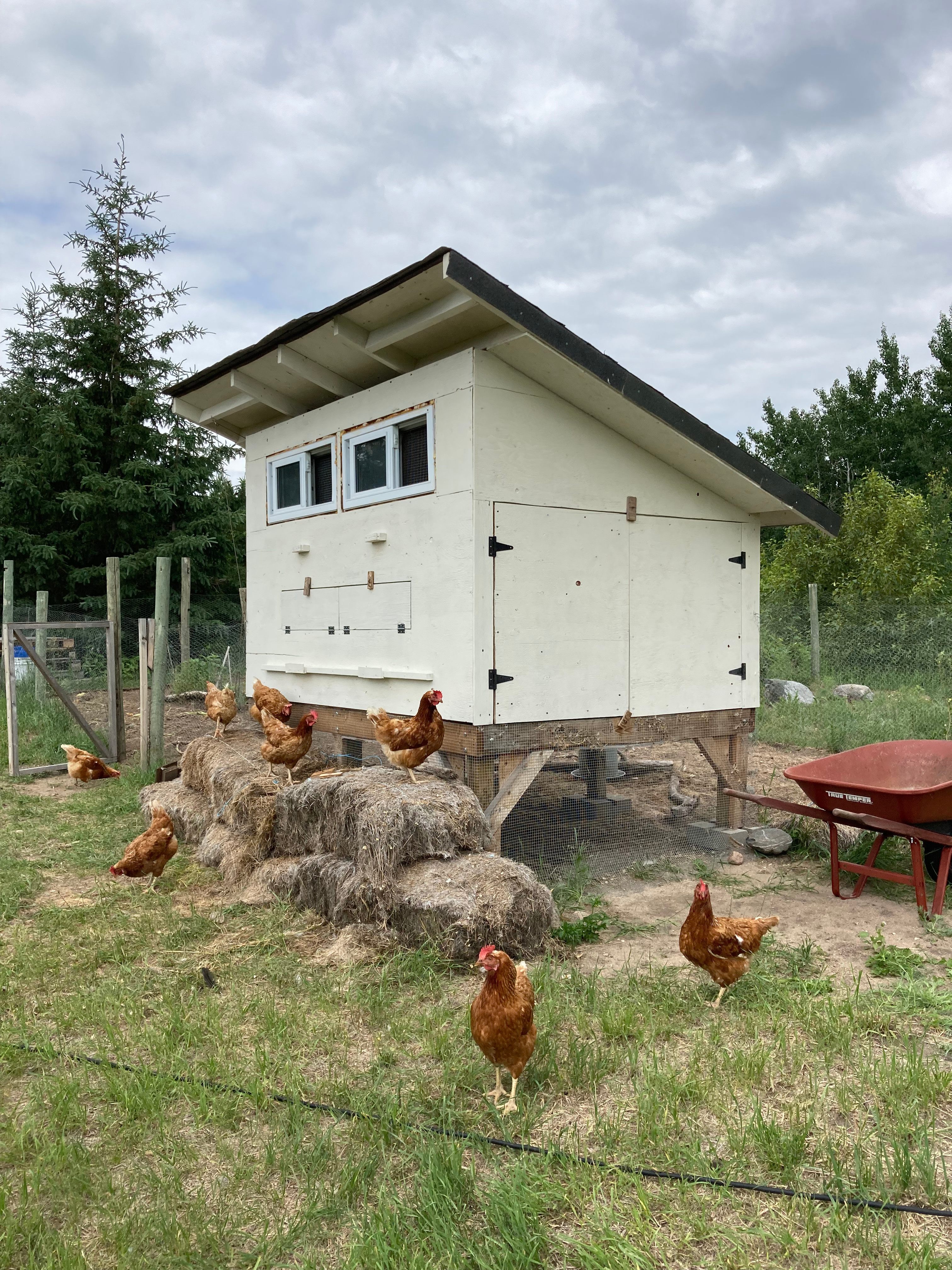Say hello to the flock and grab some farm fresh eggs for breakfast right from the coop...
