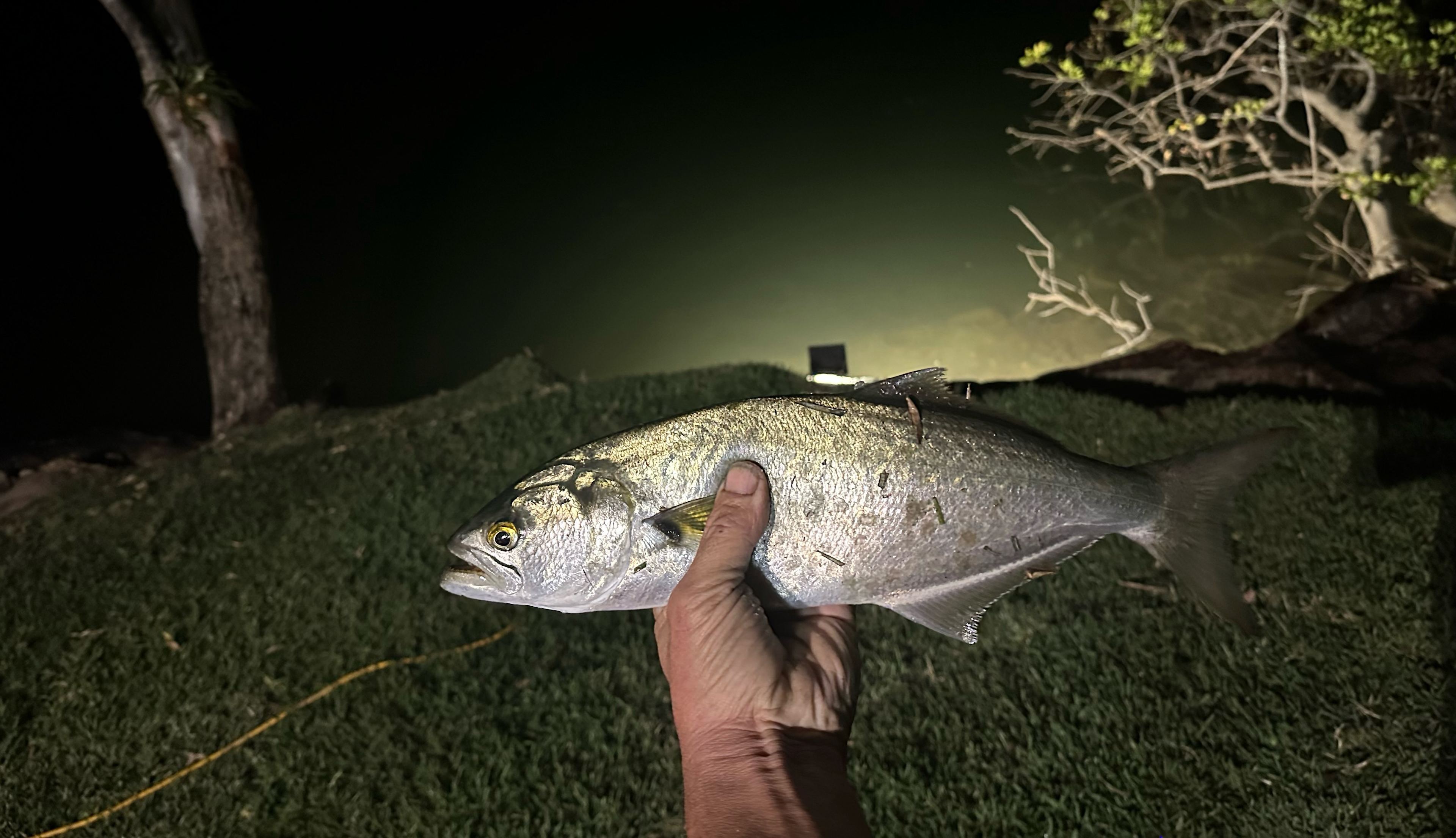 Goodwood Island River Camp & Stay