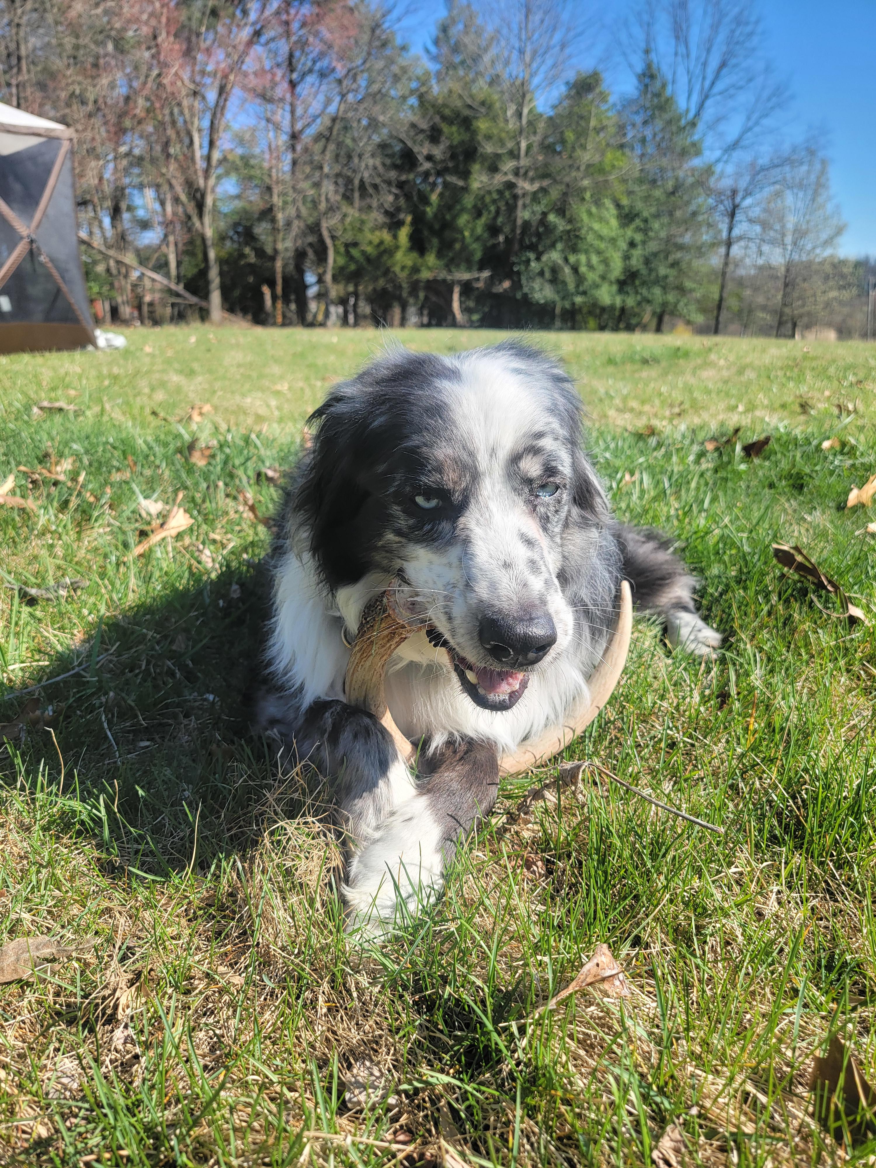 Arrow found an antler!