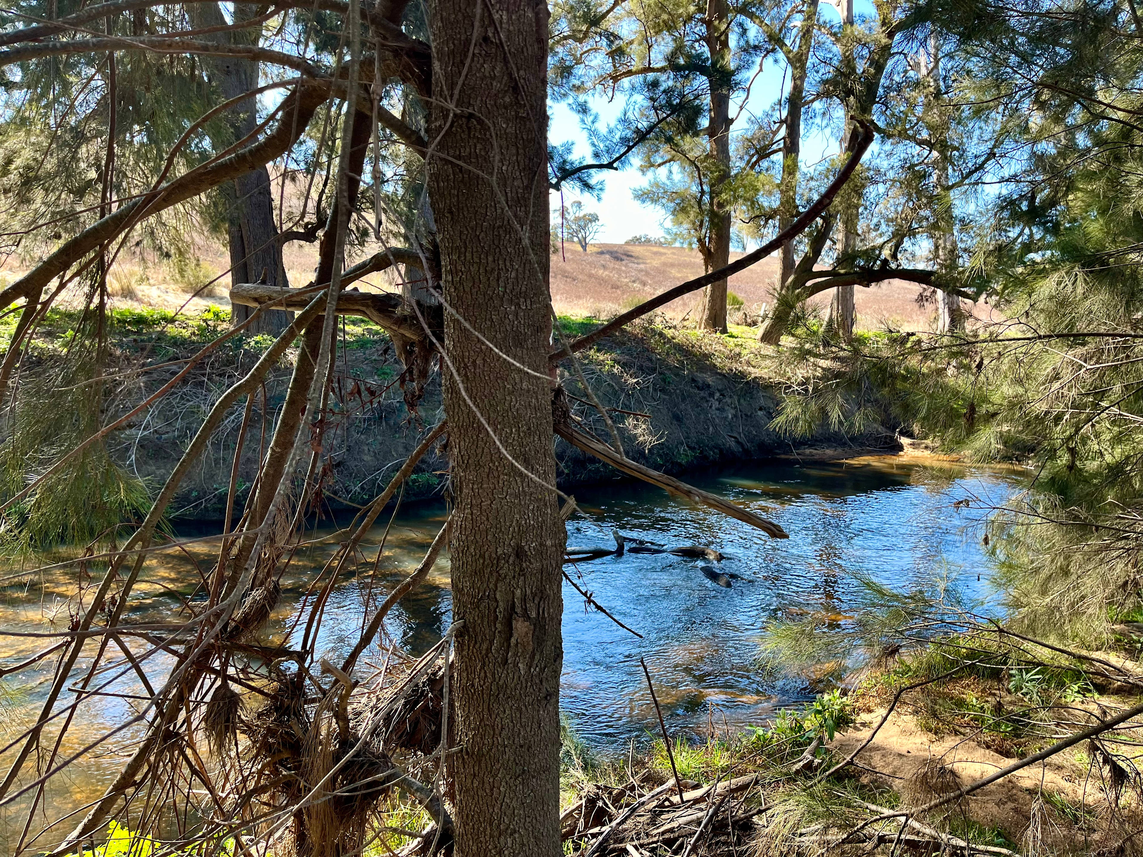 Windy Oaks Farm, O'Connell