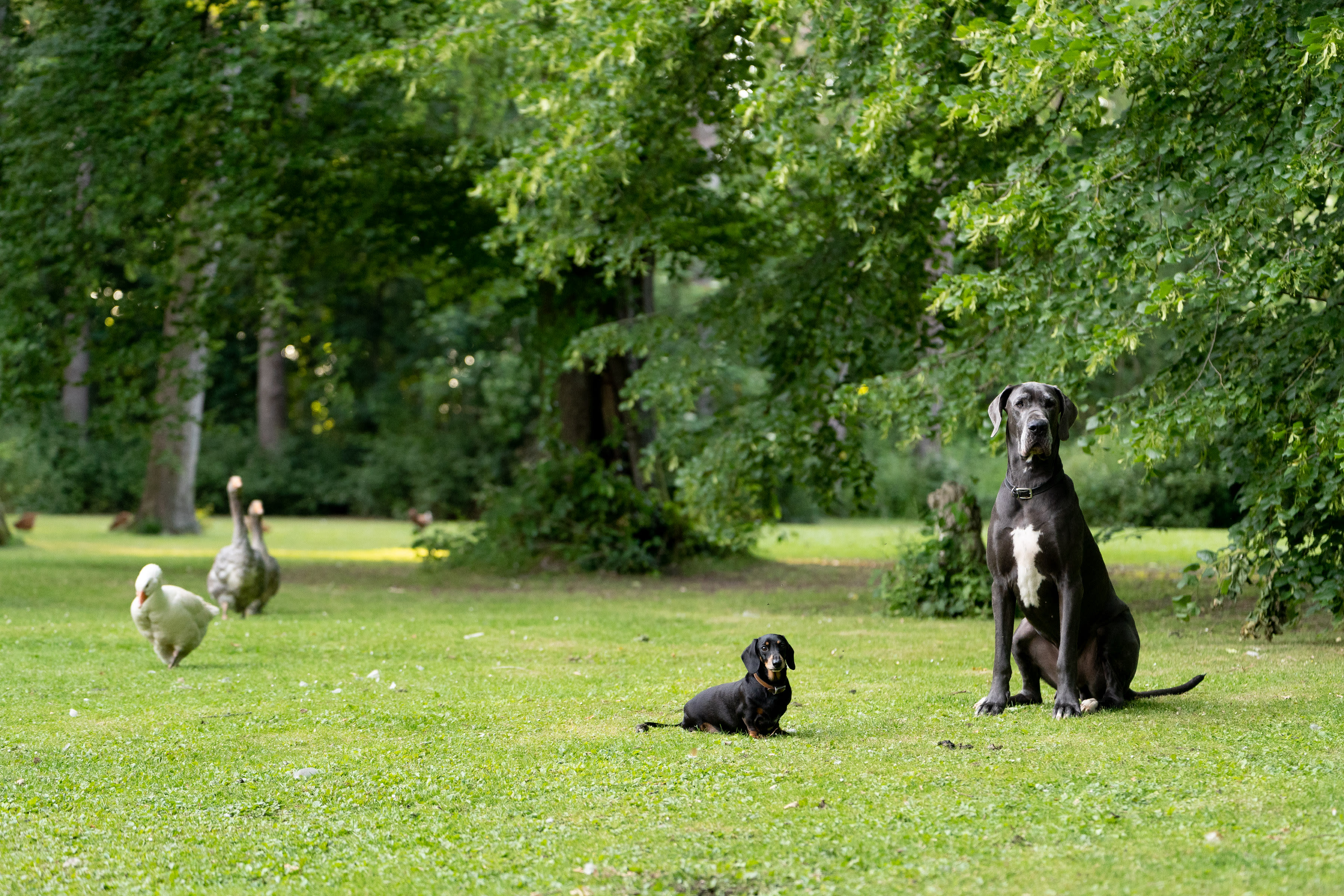 Hollington Park Glamping