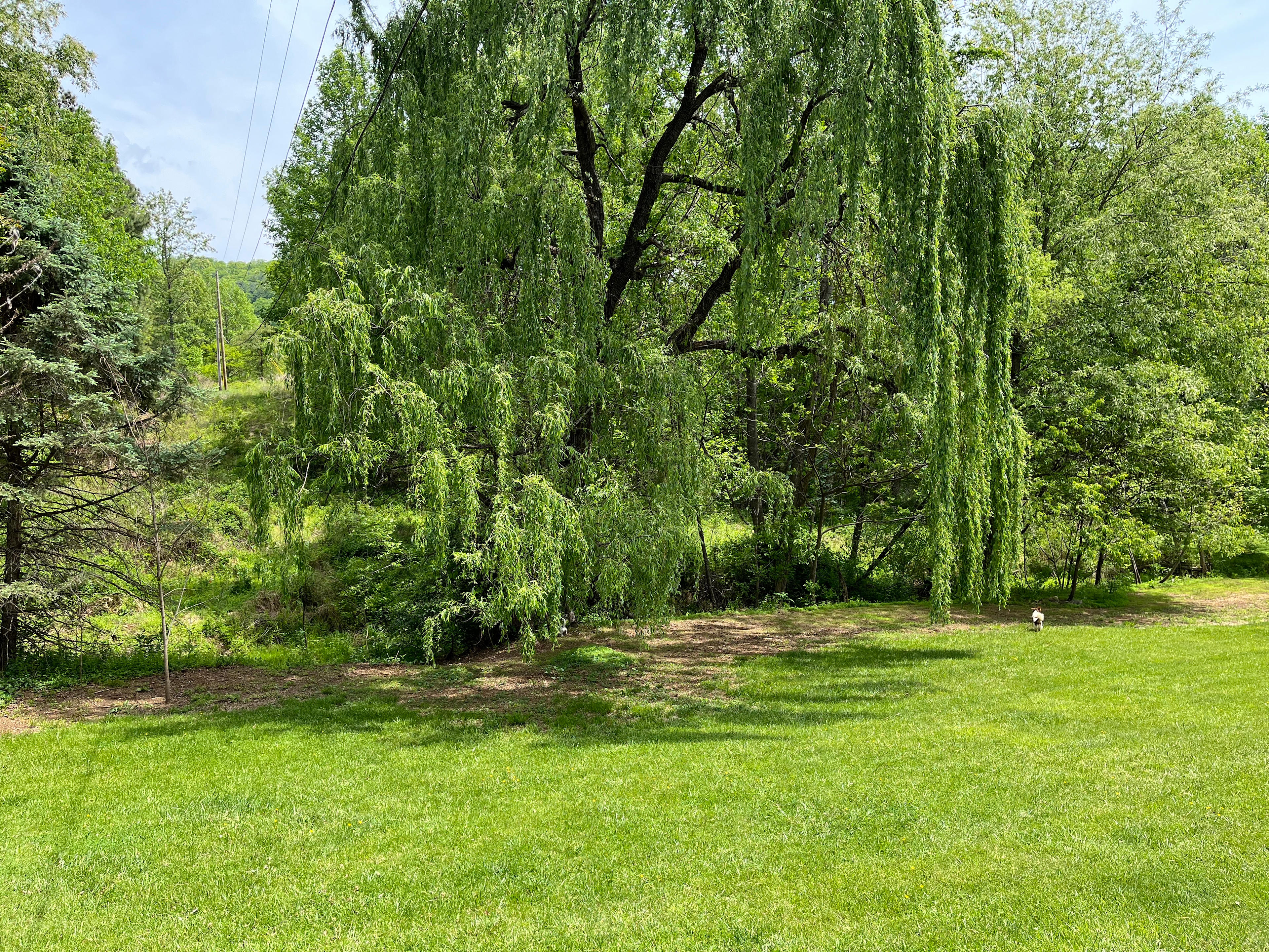 Front lawn as you enter the property.