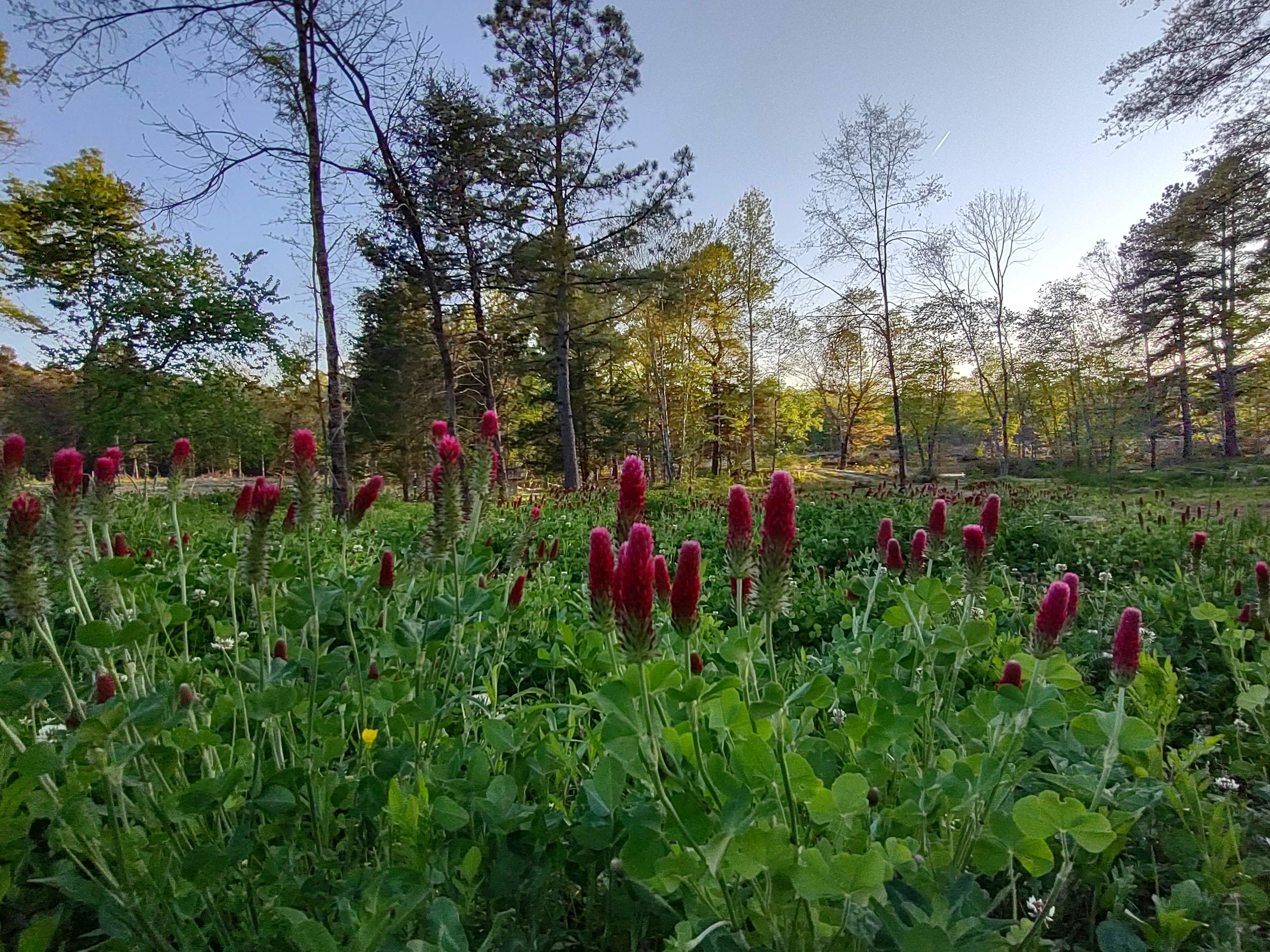 SXPHW Country Club Camping & Events