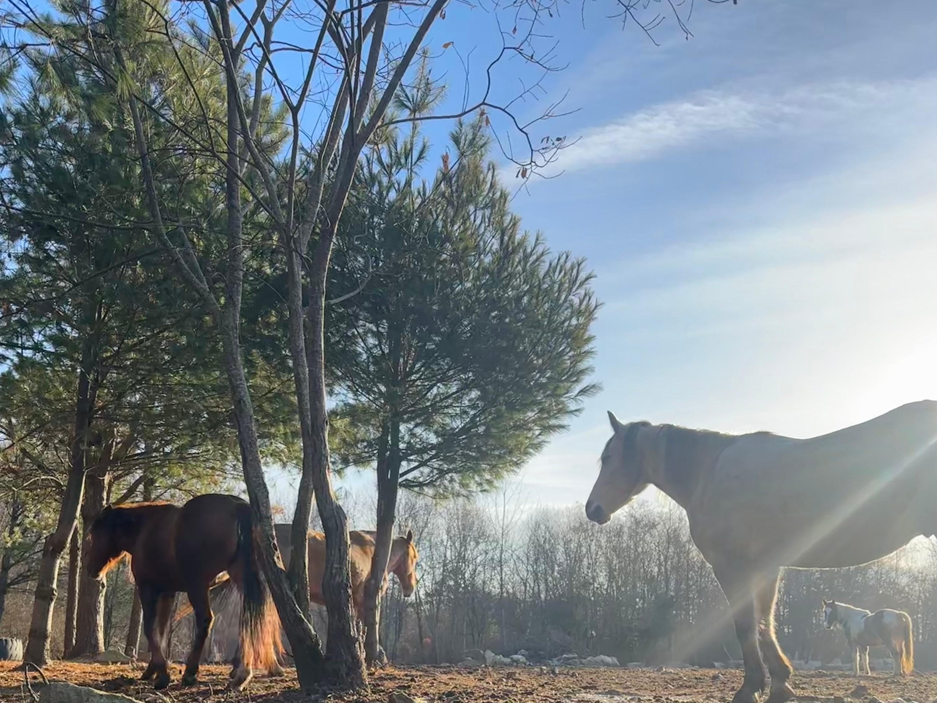Glamping with the Wild Horses