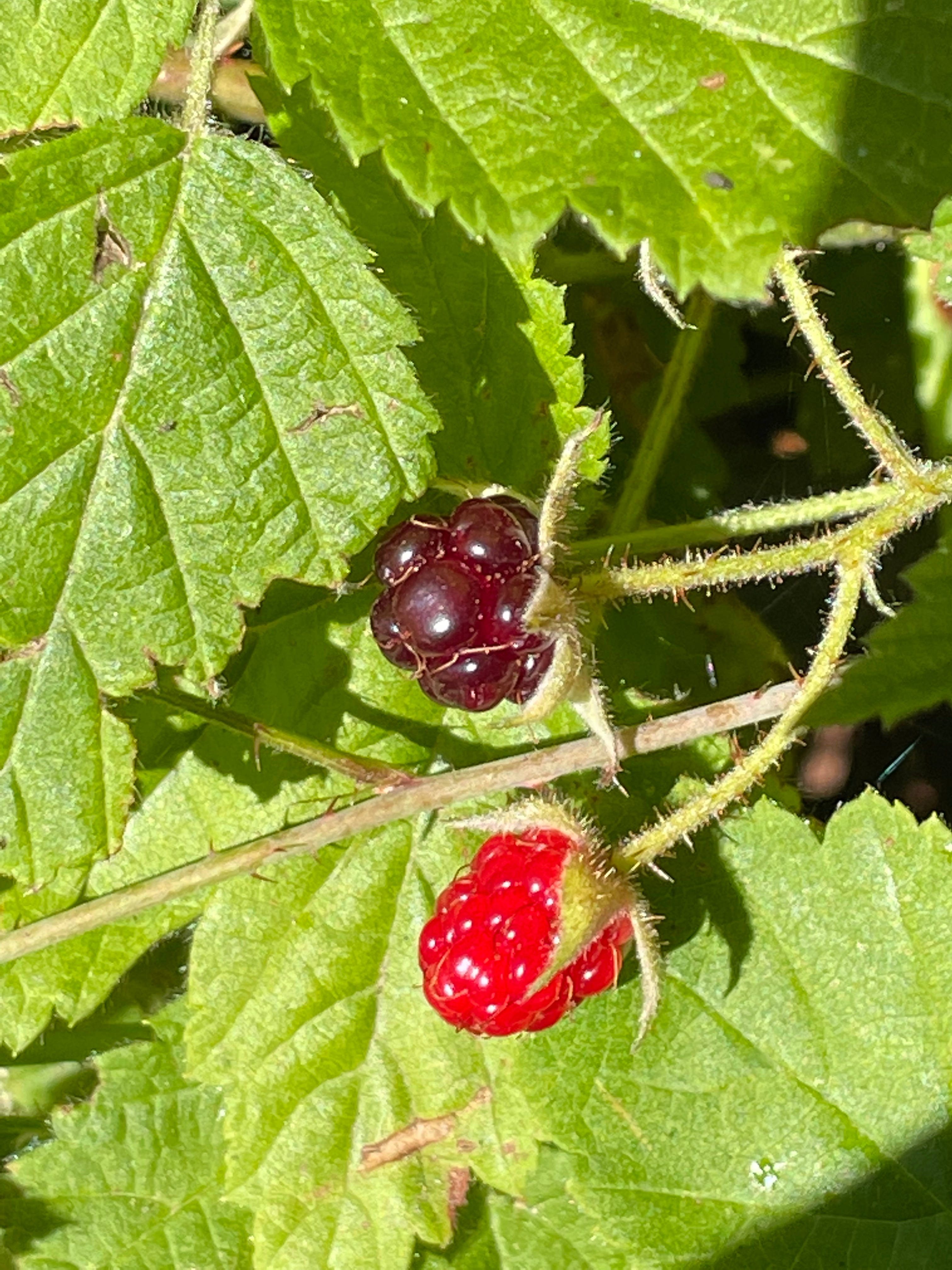 Huckleberry Farm