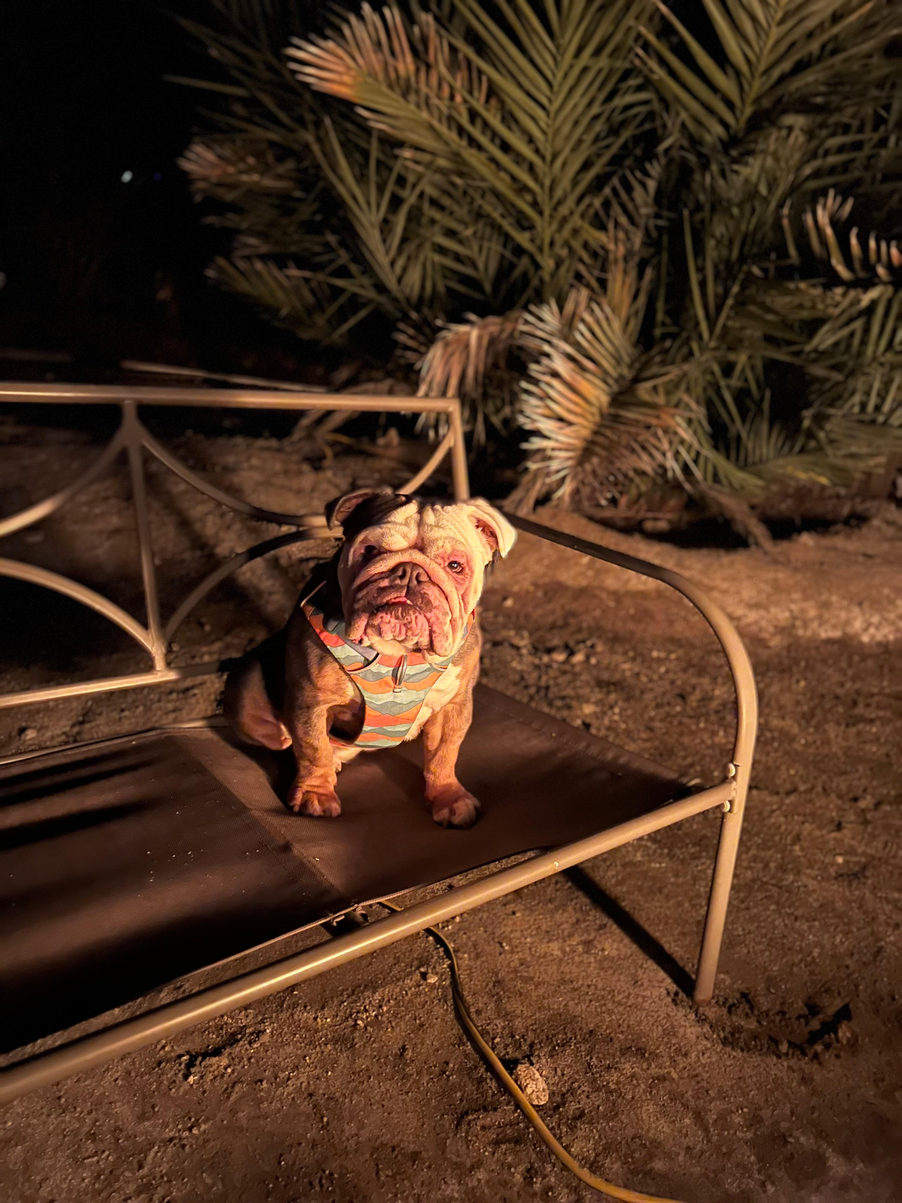 Mineral Spring Date Farm