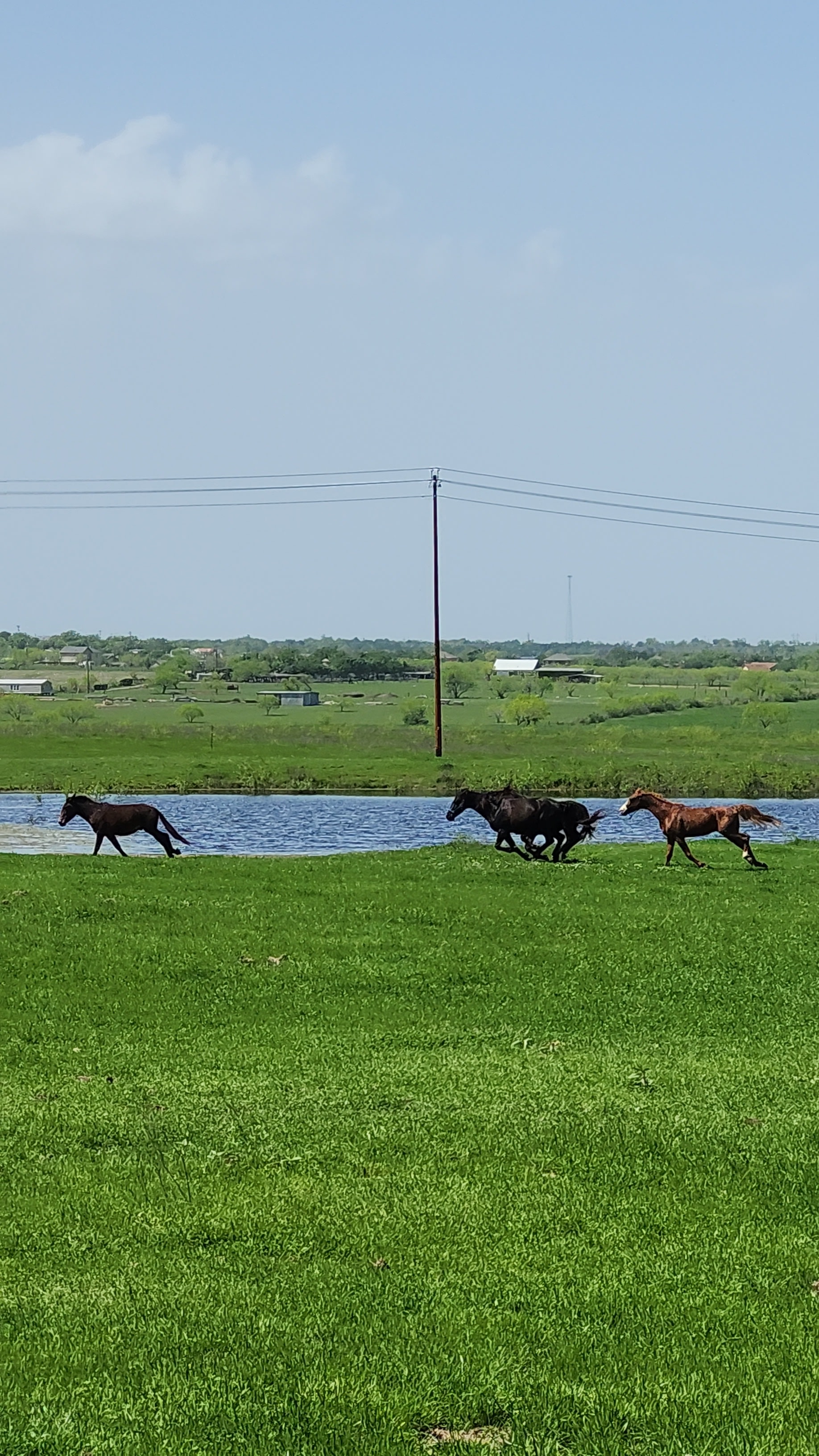 Morrison Farm and Stables