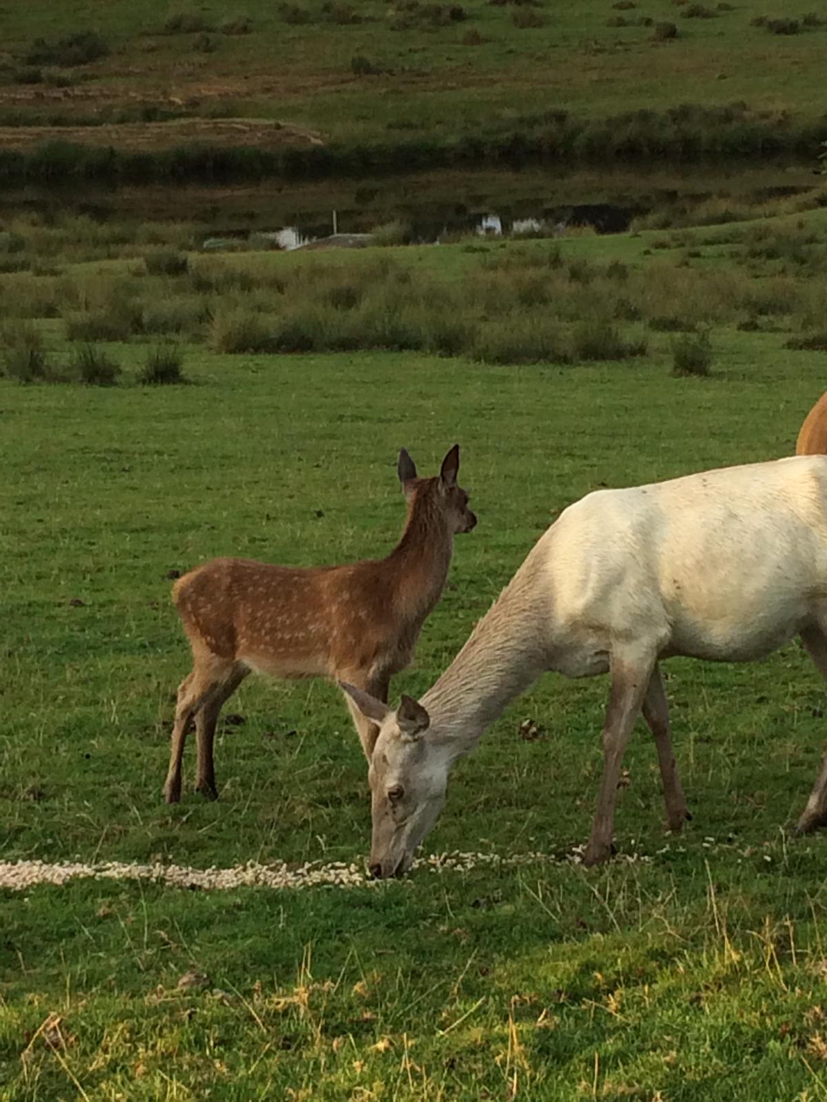 The Deer Park Glamping,