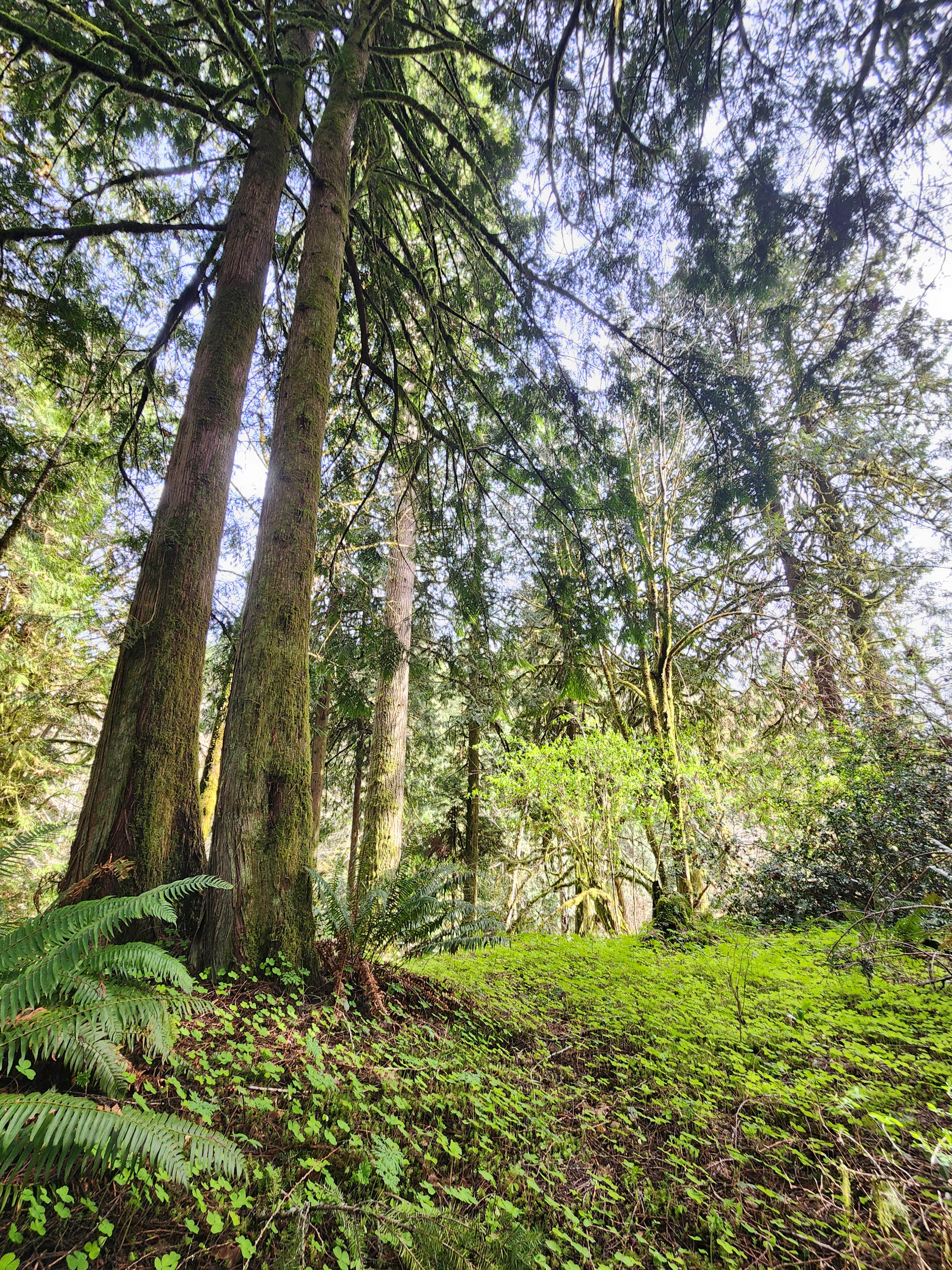 RV+ Rainbow Falls / Willapa Trails