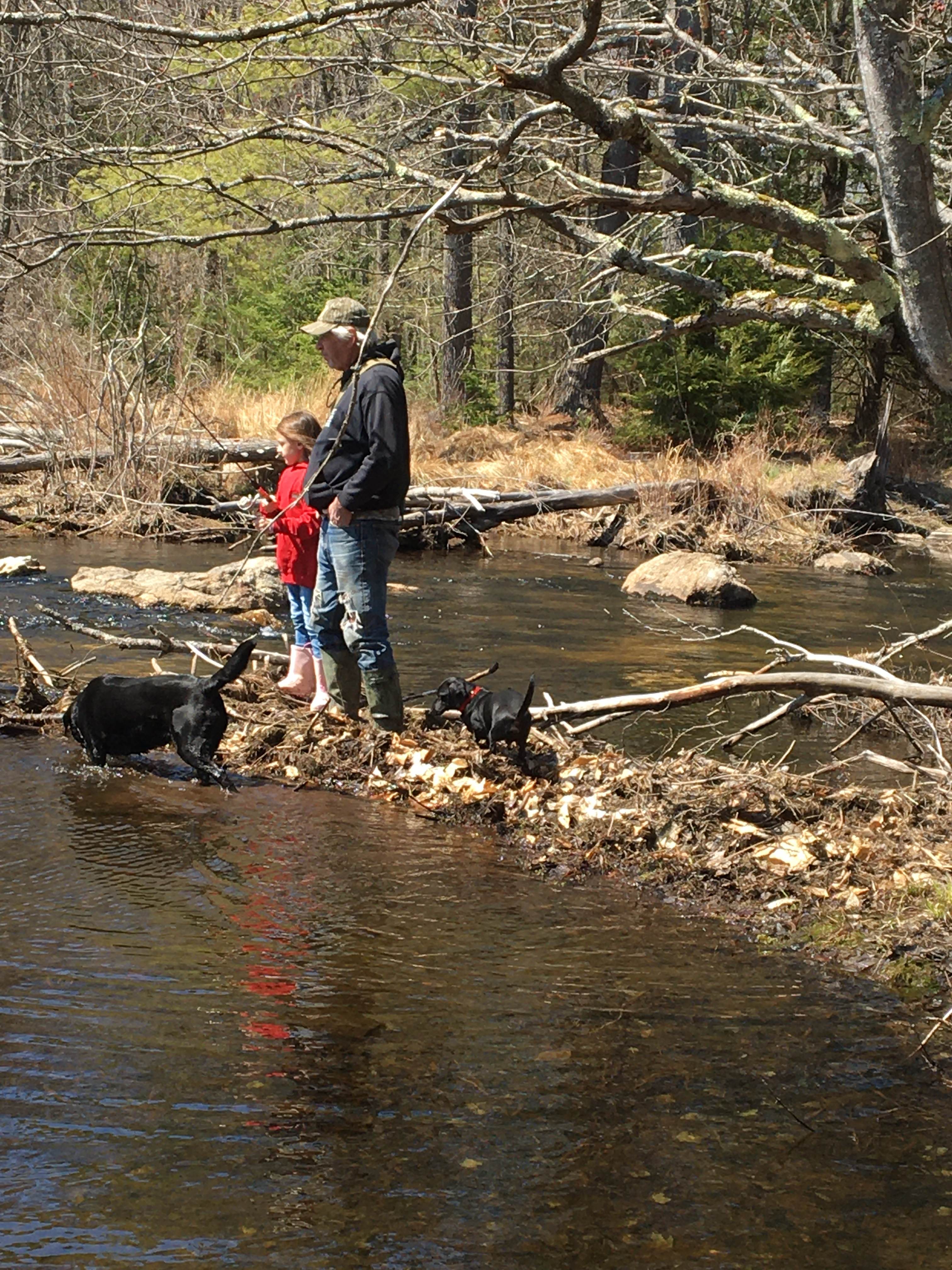 Owners dogs enjoying Crooked Run Stream in the spring season. 