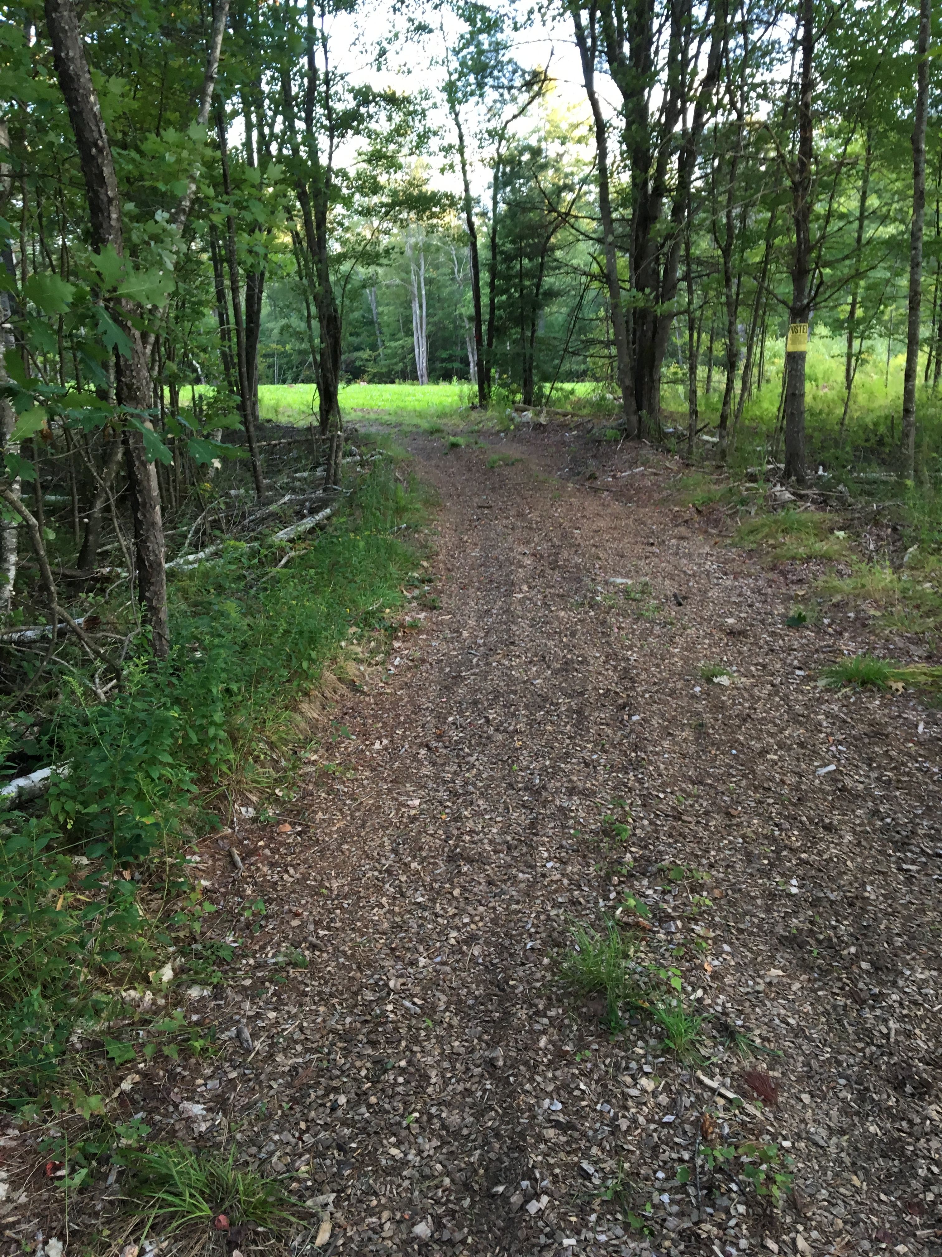 Wooded path on the way to Crooked Run Adirondack campsite. 