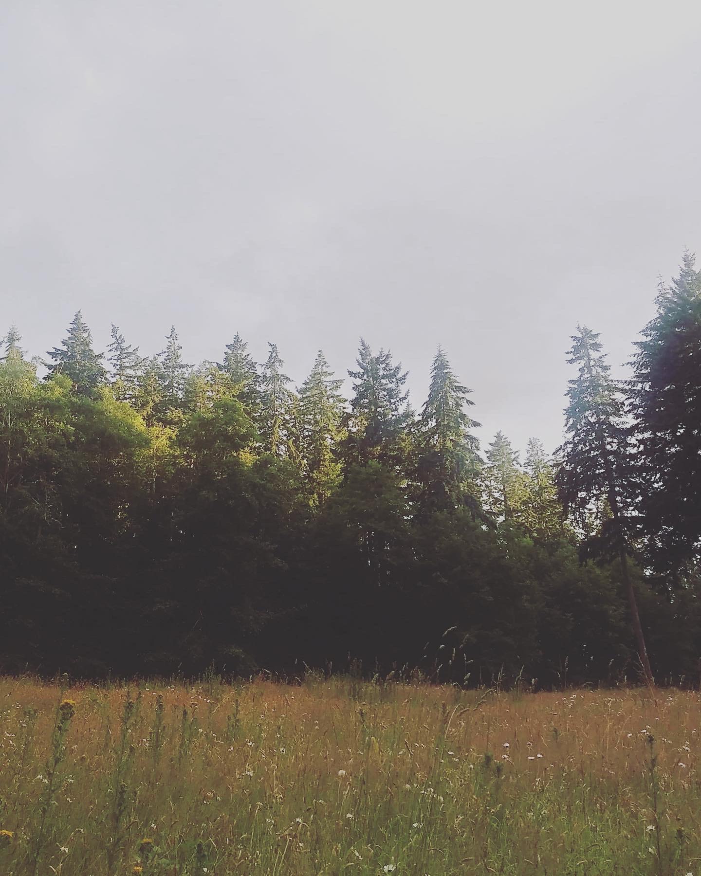 Wild Hearts on Whidbey