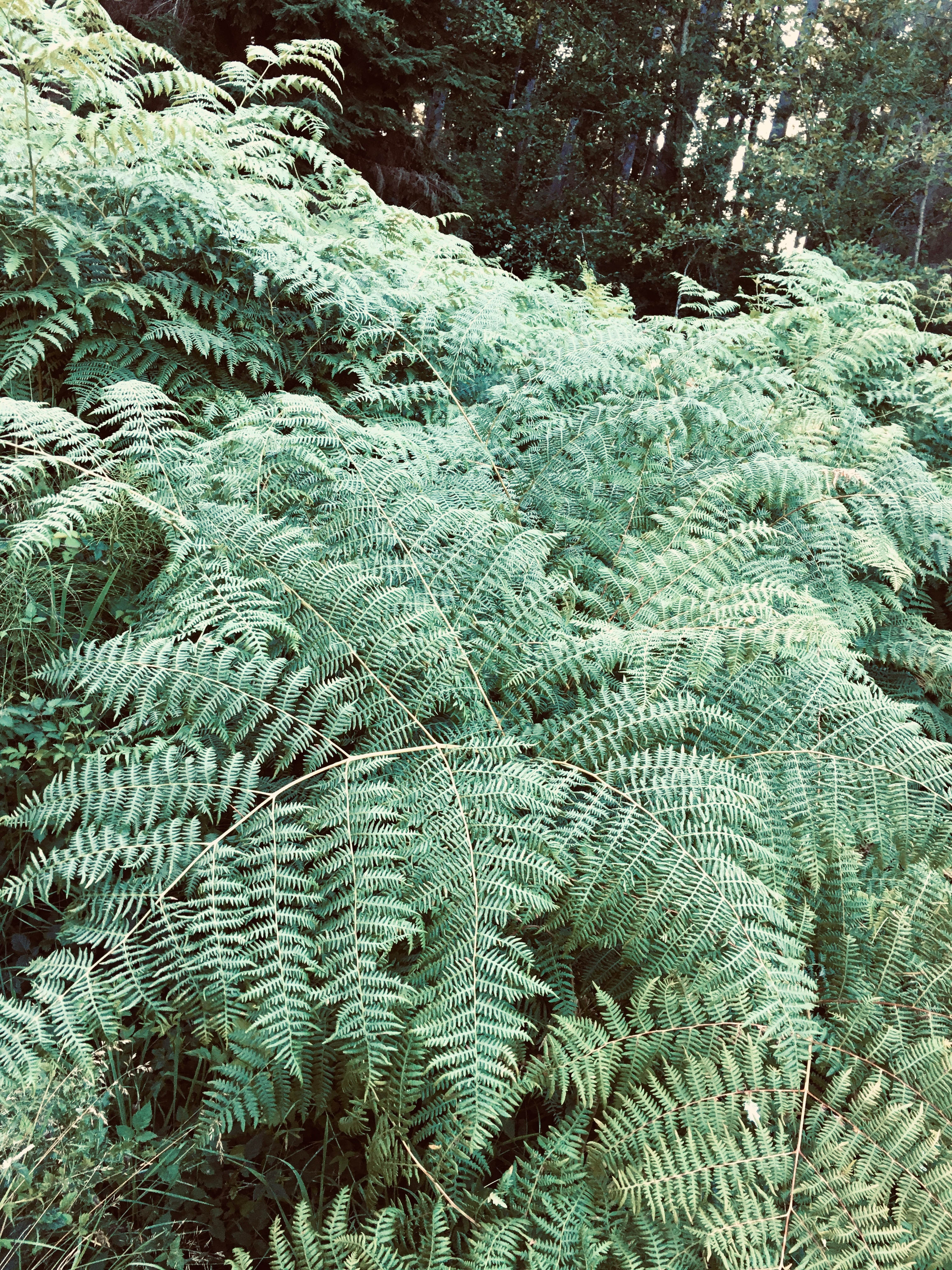 Wild Hearts on Whidbey