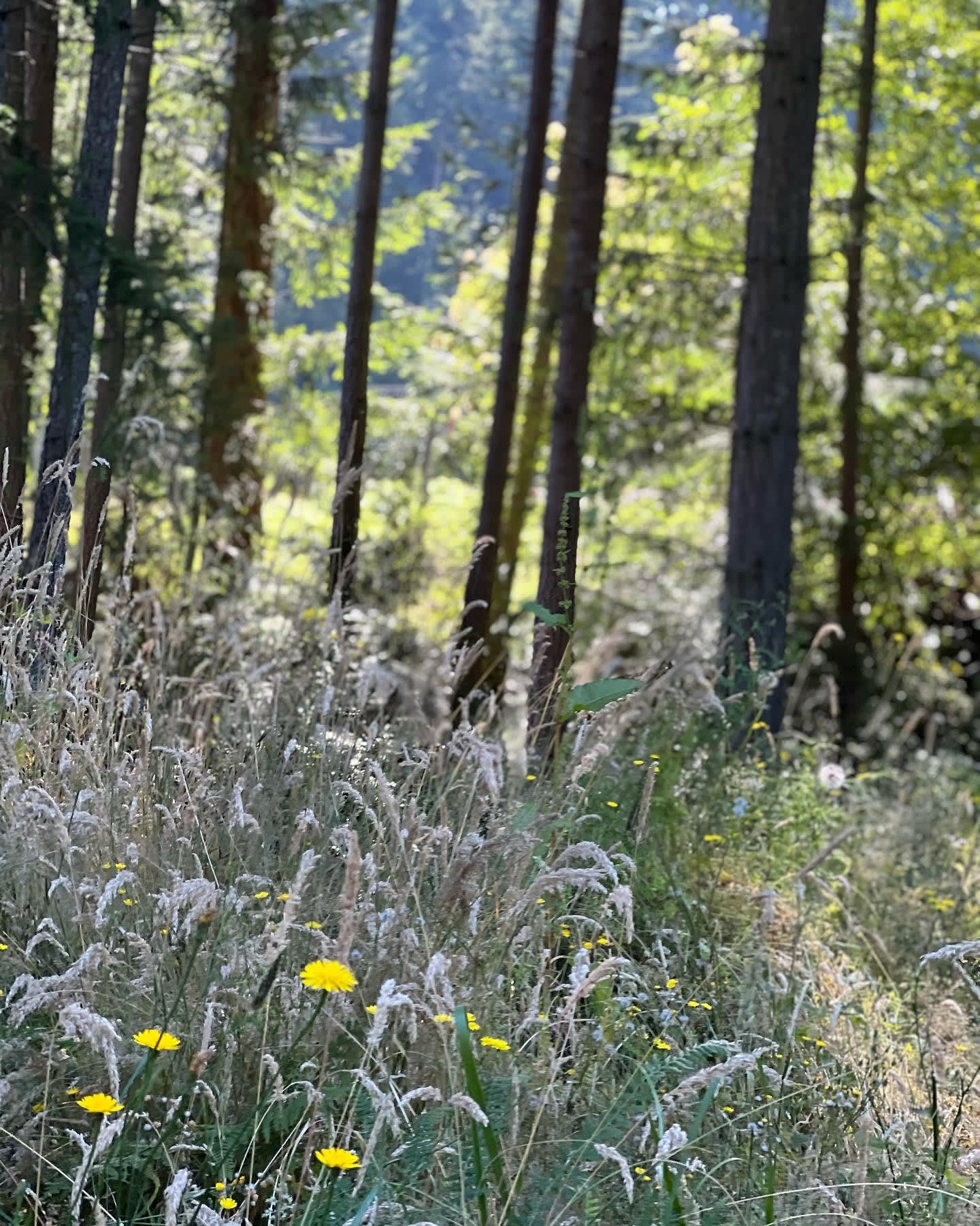 Wild Hearts on Whidbey