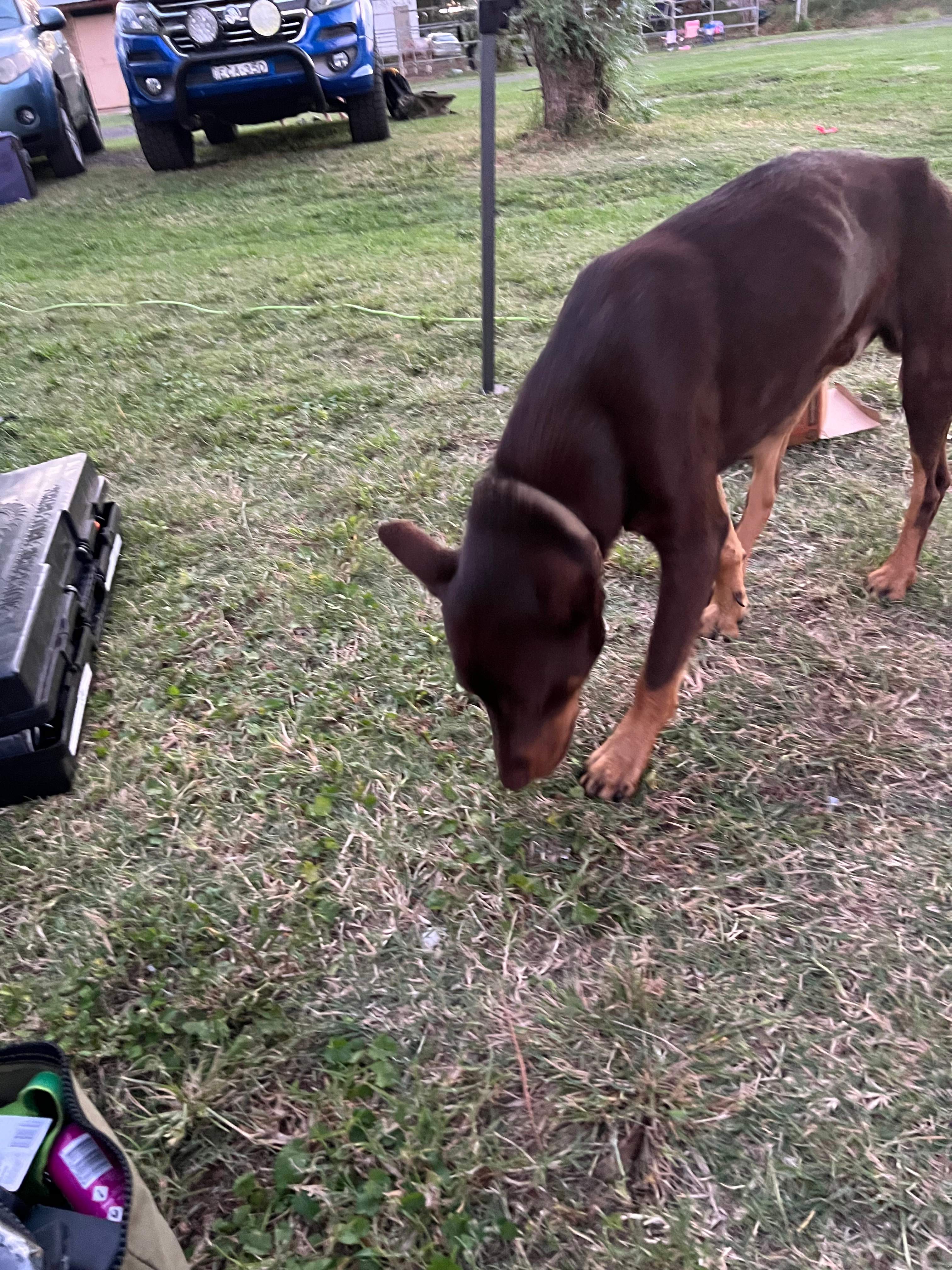 Peppertree Pony Camp