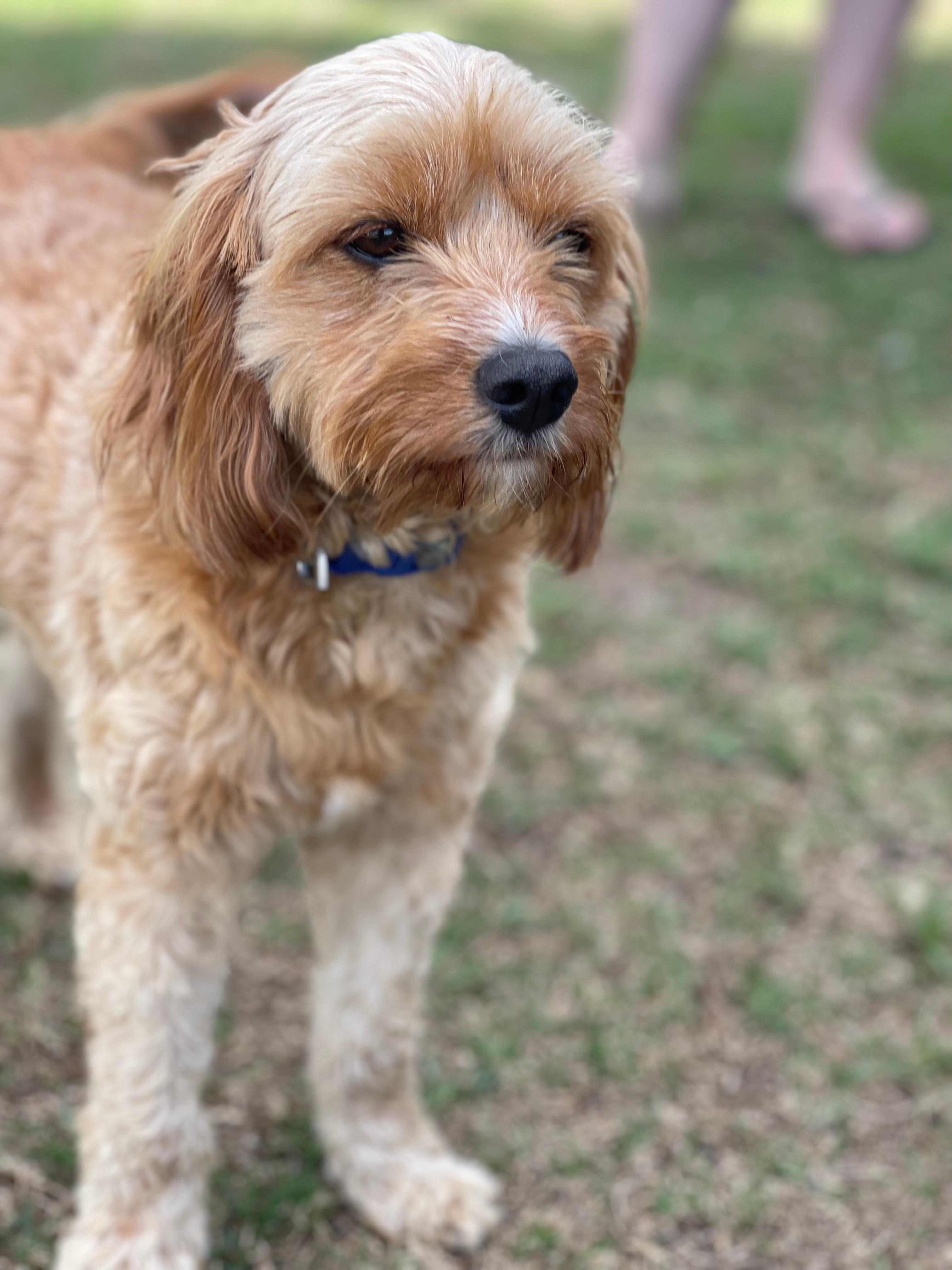 Mountview Wines Camping and Cabins