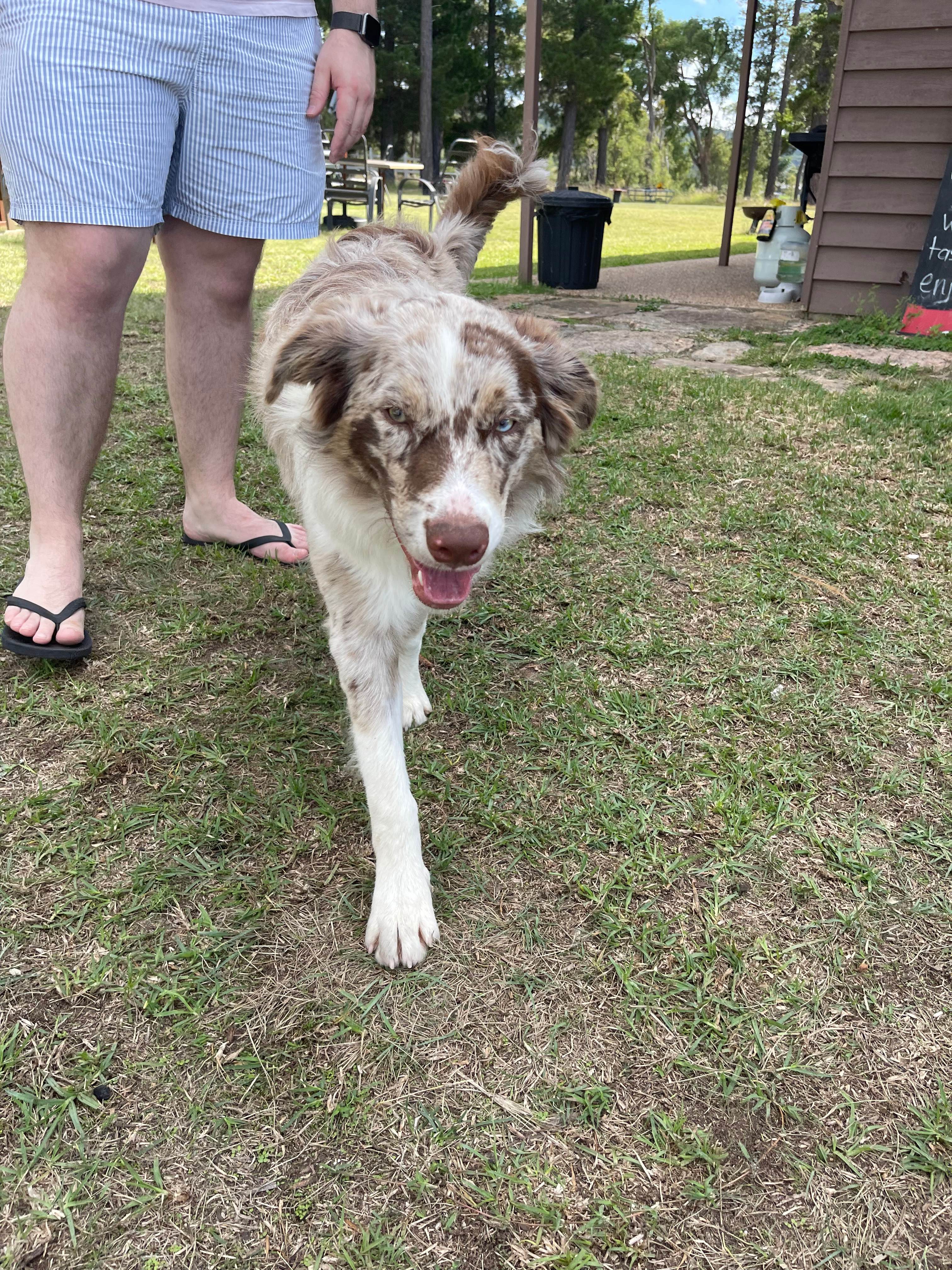 Mountview Wines Camping and Cabins