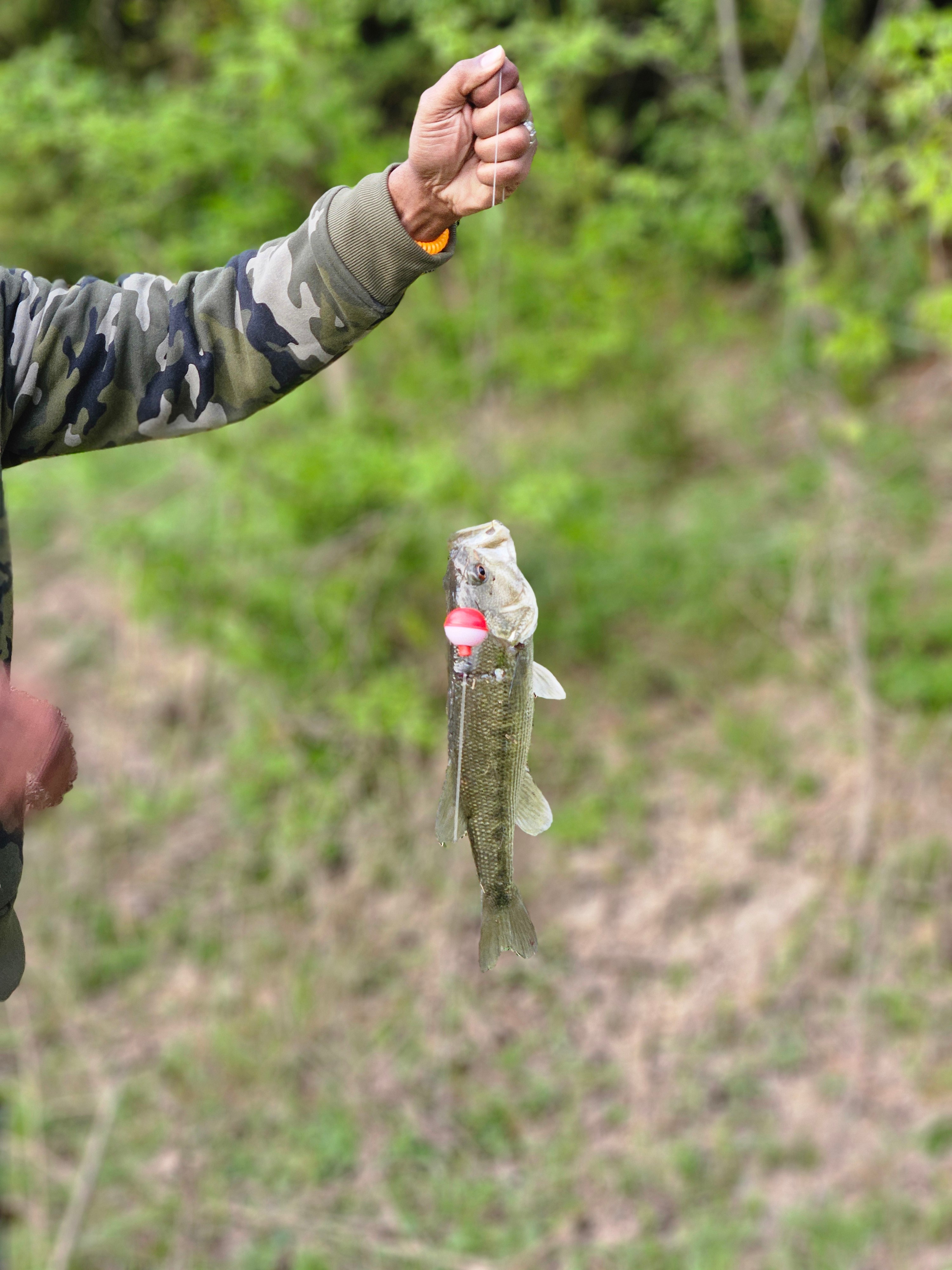 Secluded Birding on Lone Oak Farm