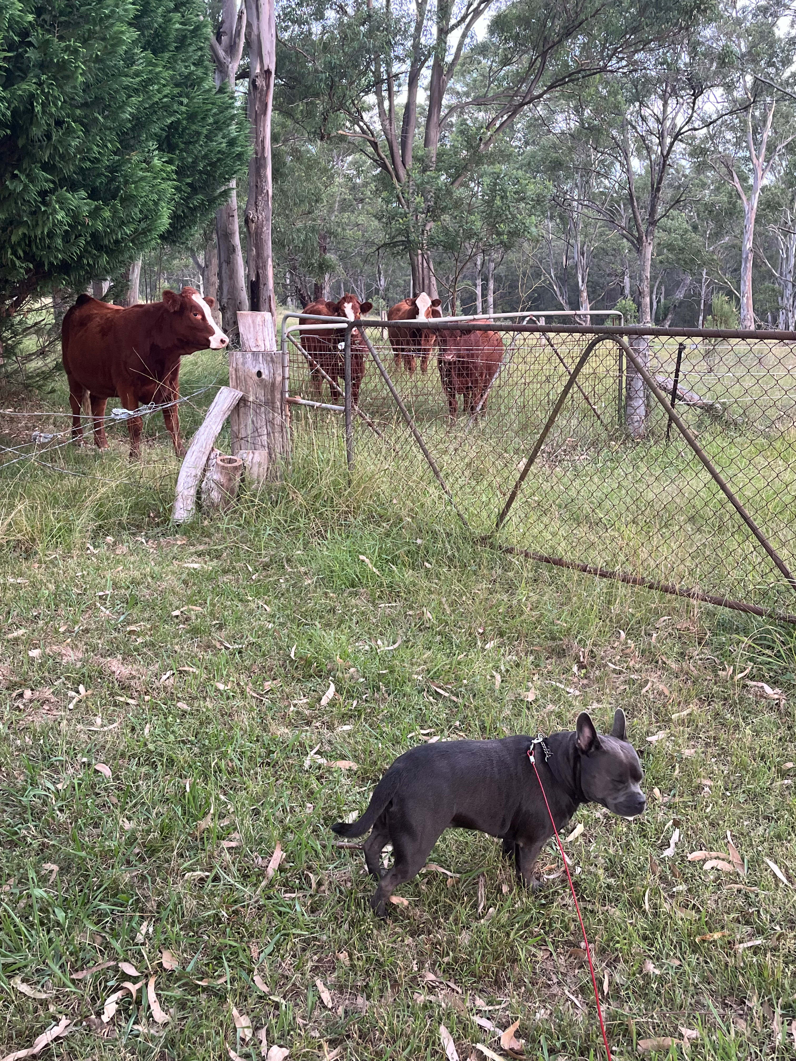 Melon Green at Oakdale