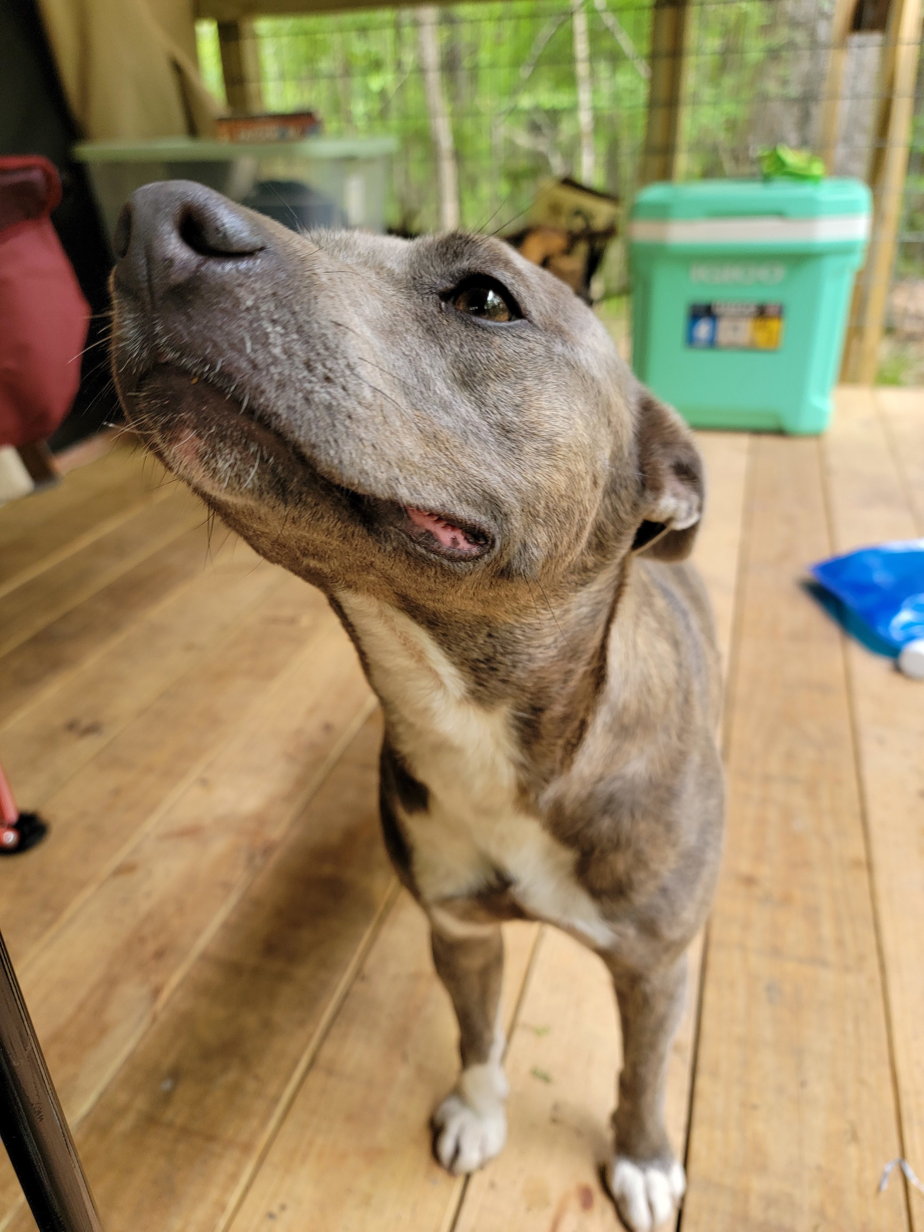 Nettles doing big sniffs. 