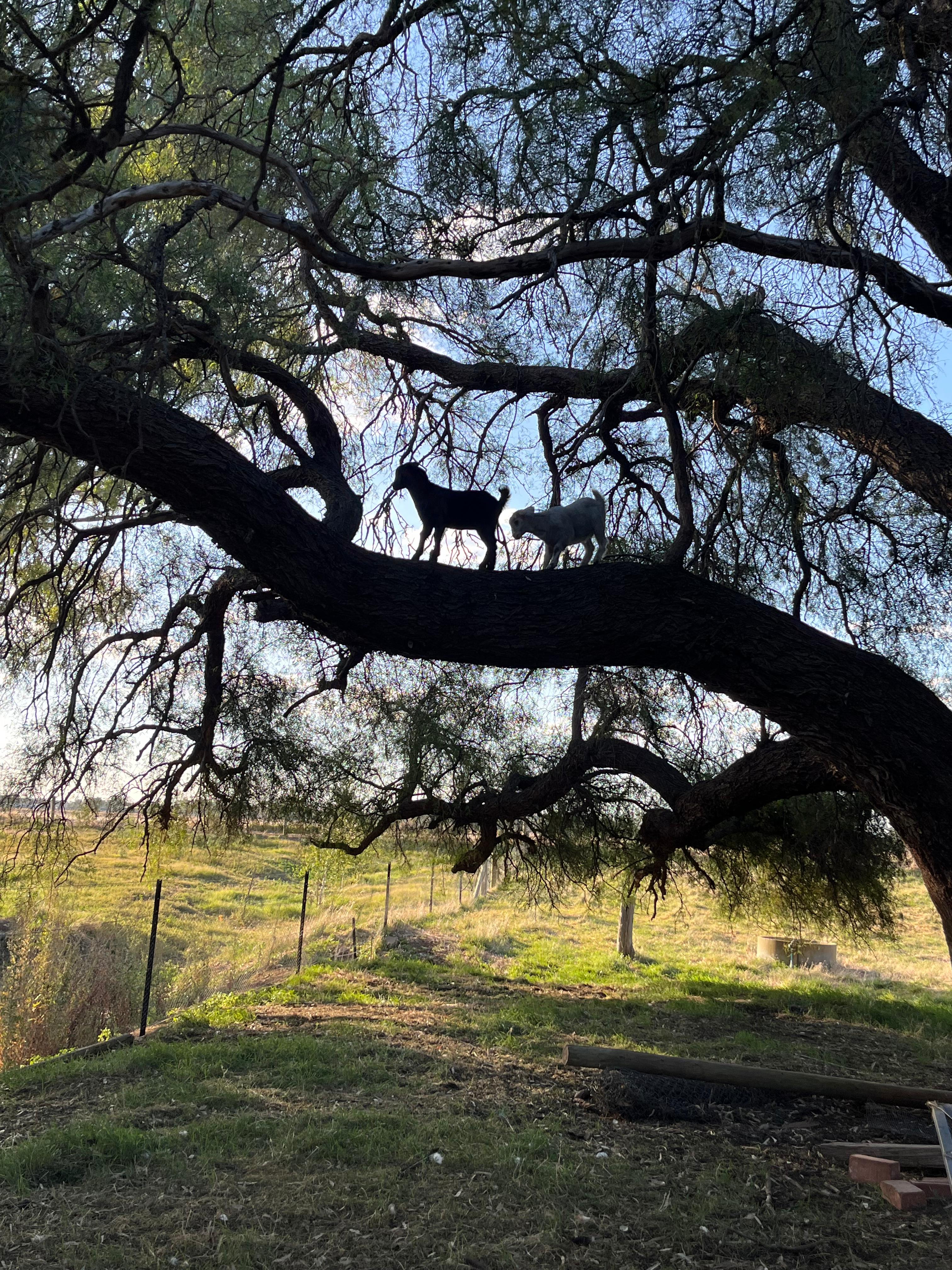 You may see the goats or 2 in the tree. 