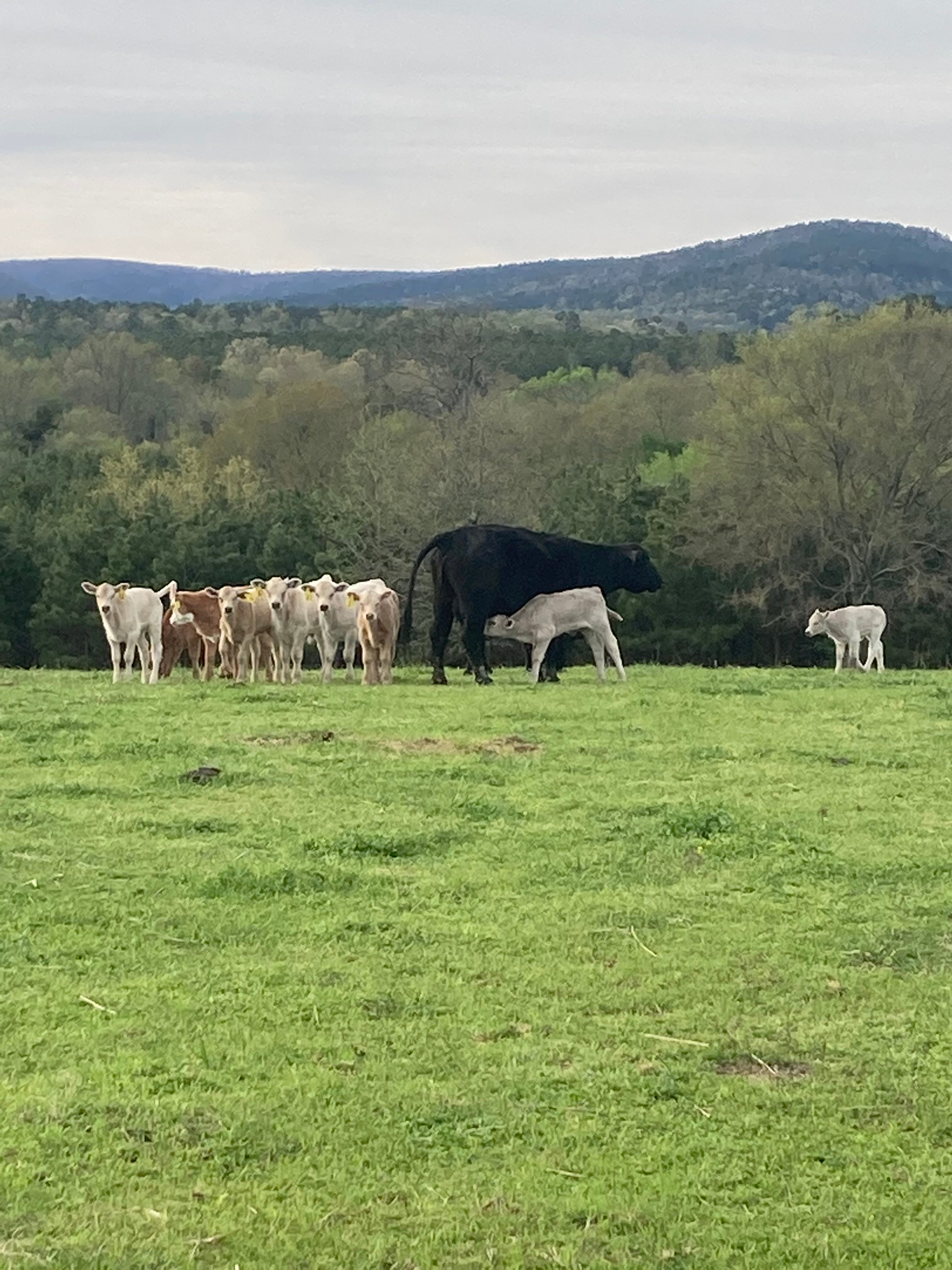 Working Ranch Best Area