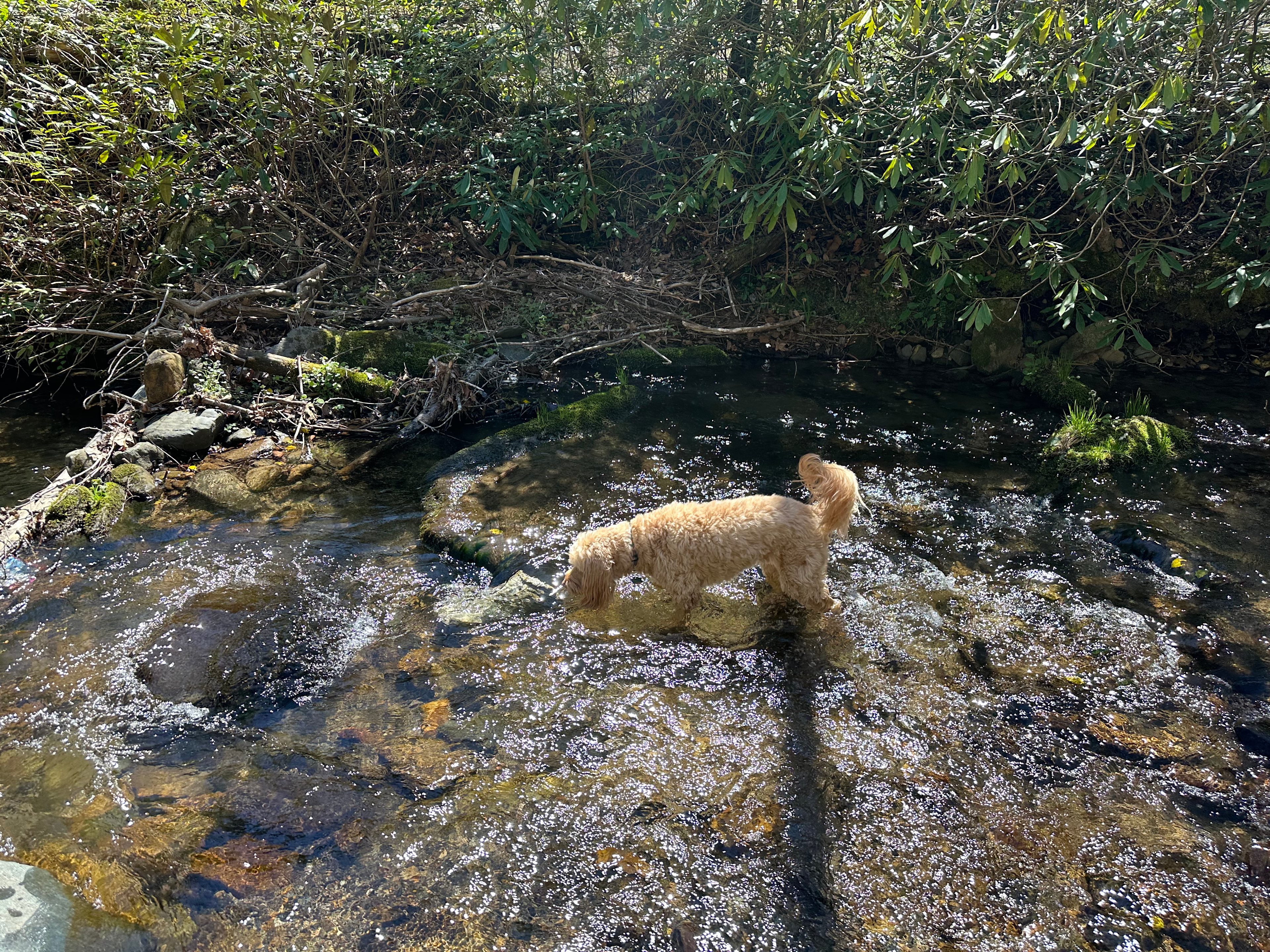 Rock bottom creekside campground