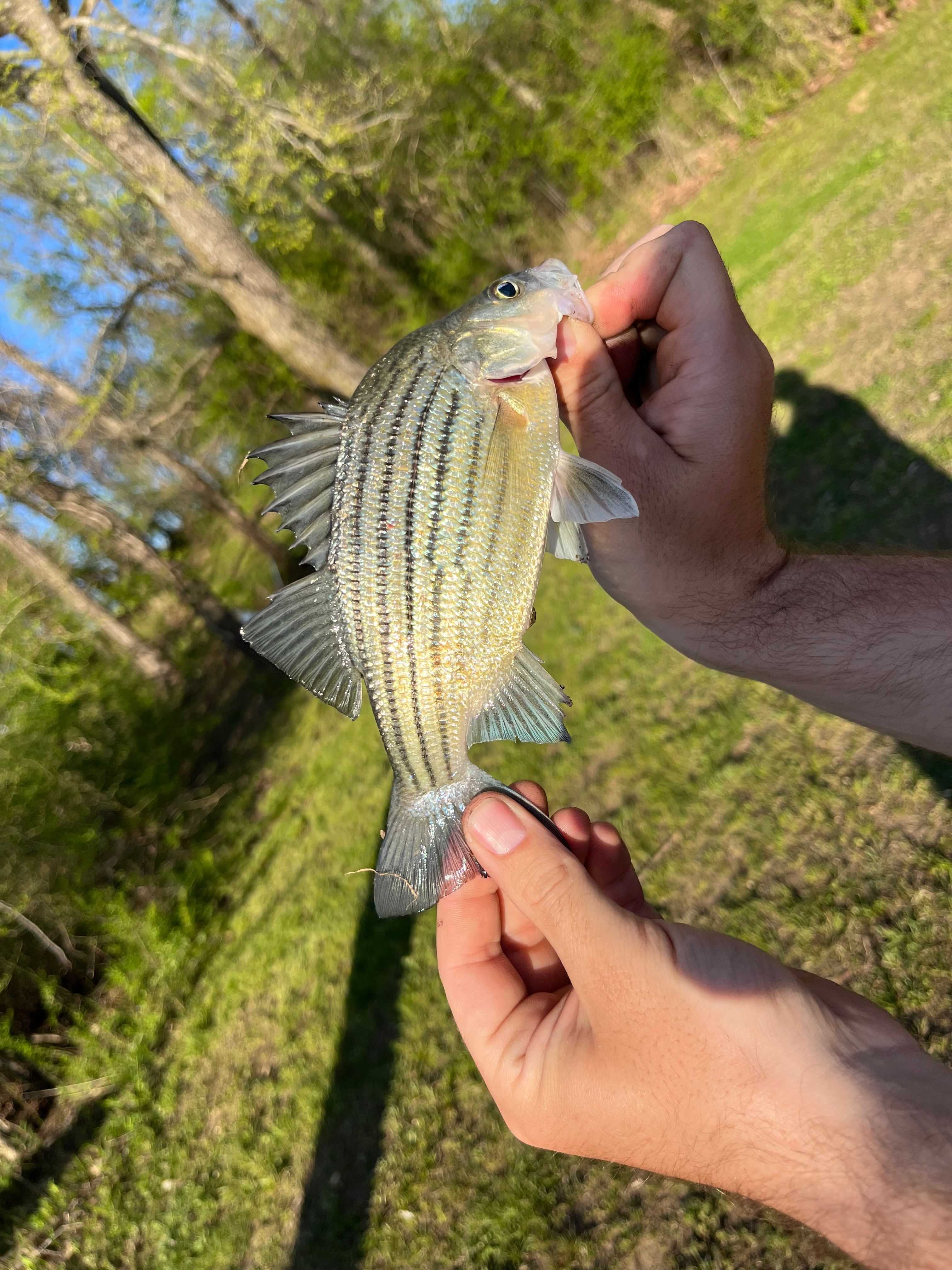 One of many fish we caught! 