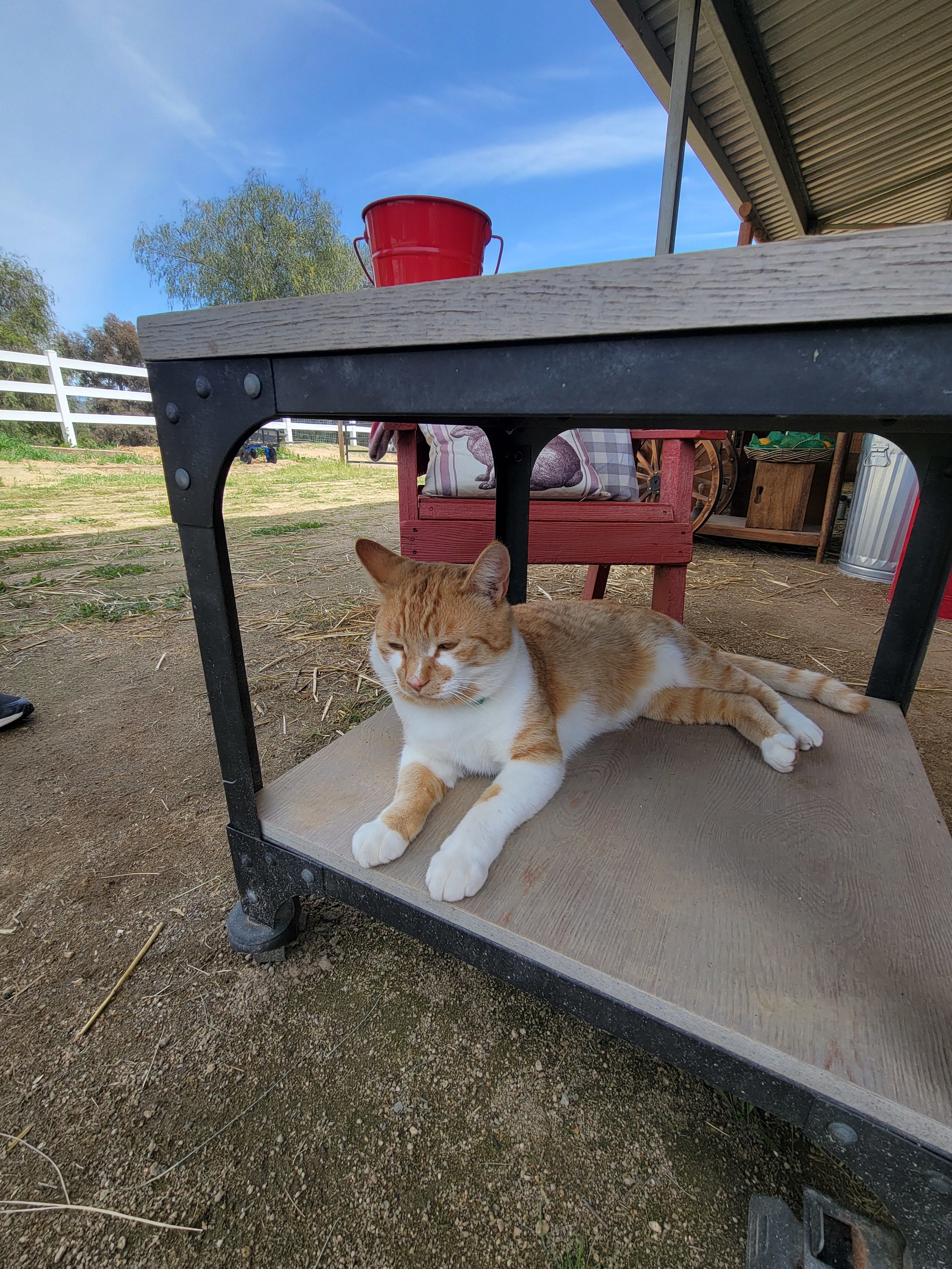 Mini-Highland Calf Cuddling Therapy
