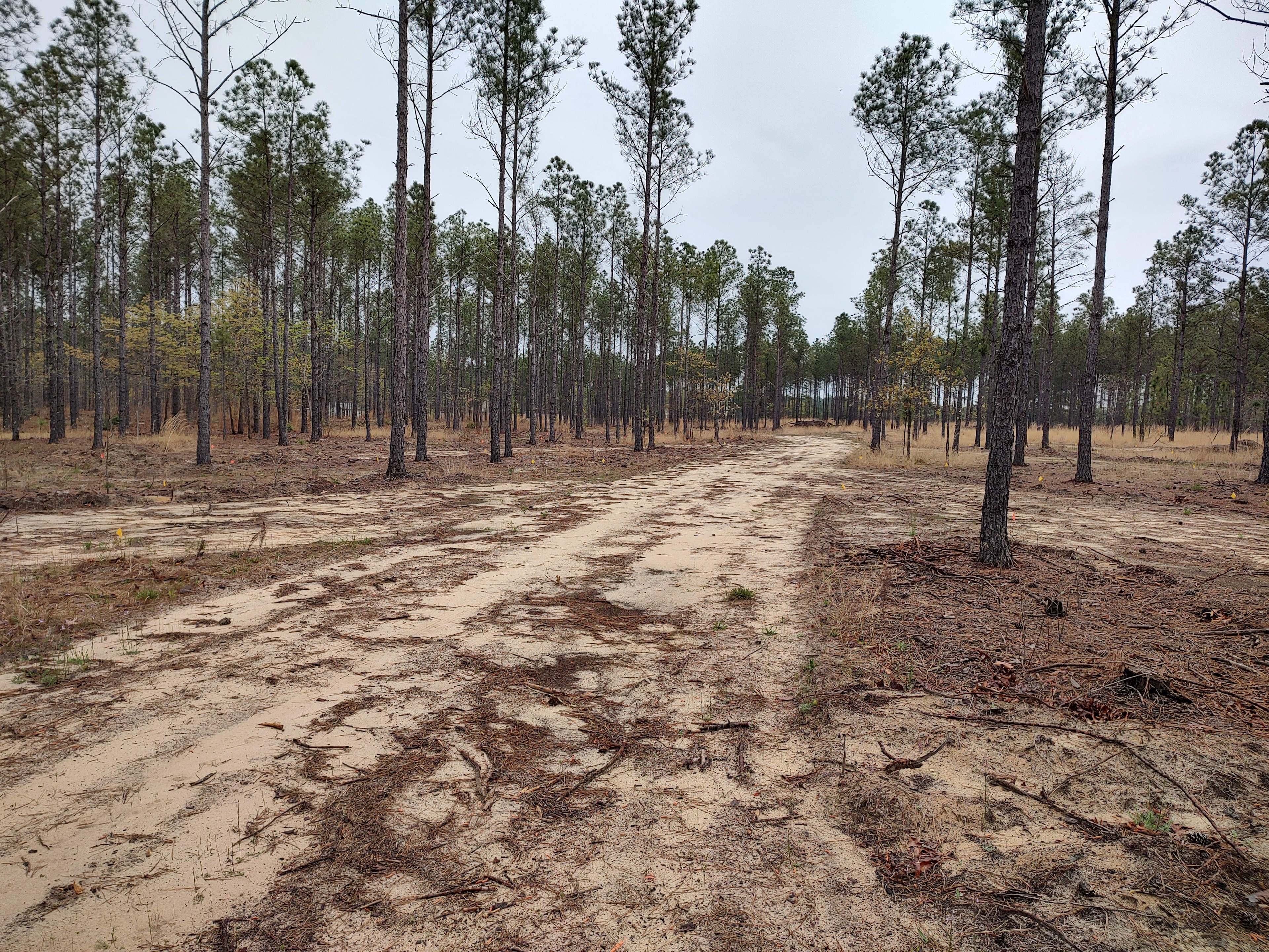 Broken Tree Ranch