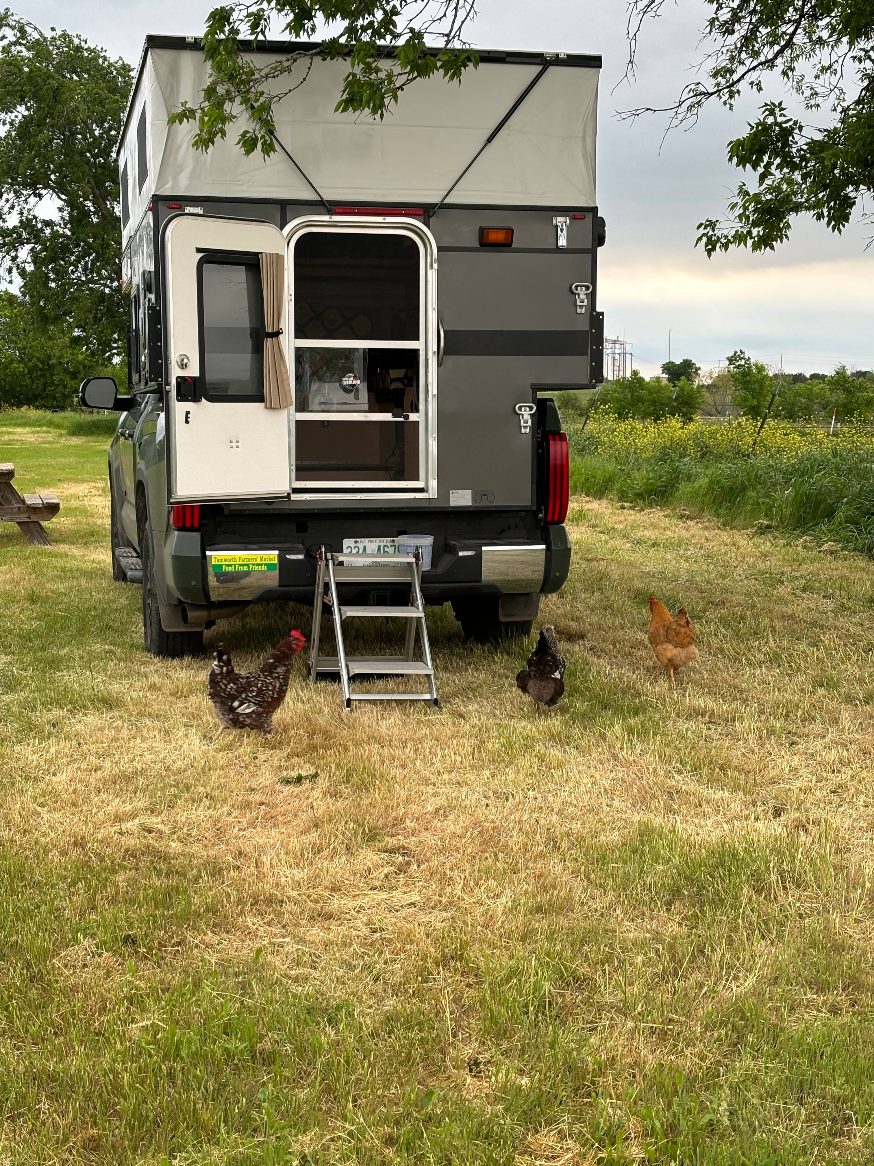 Curious chickens visiting our camper