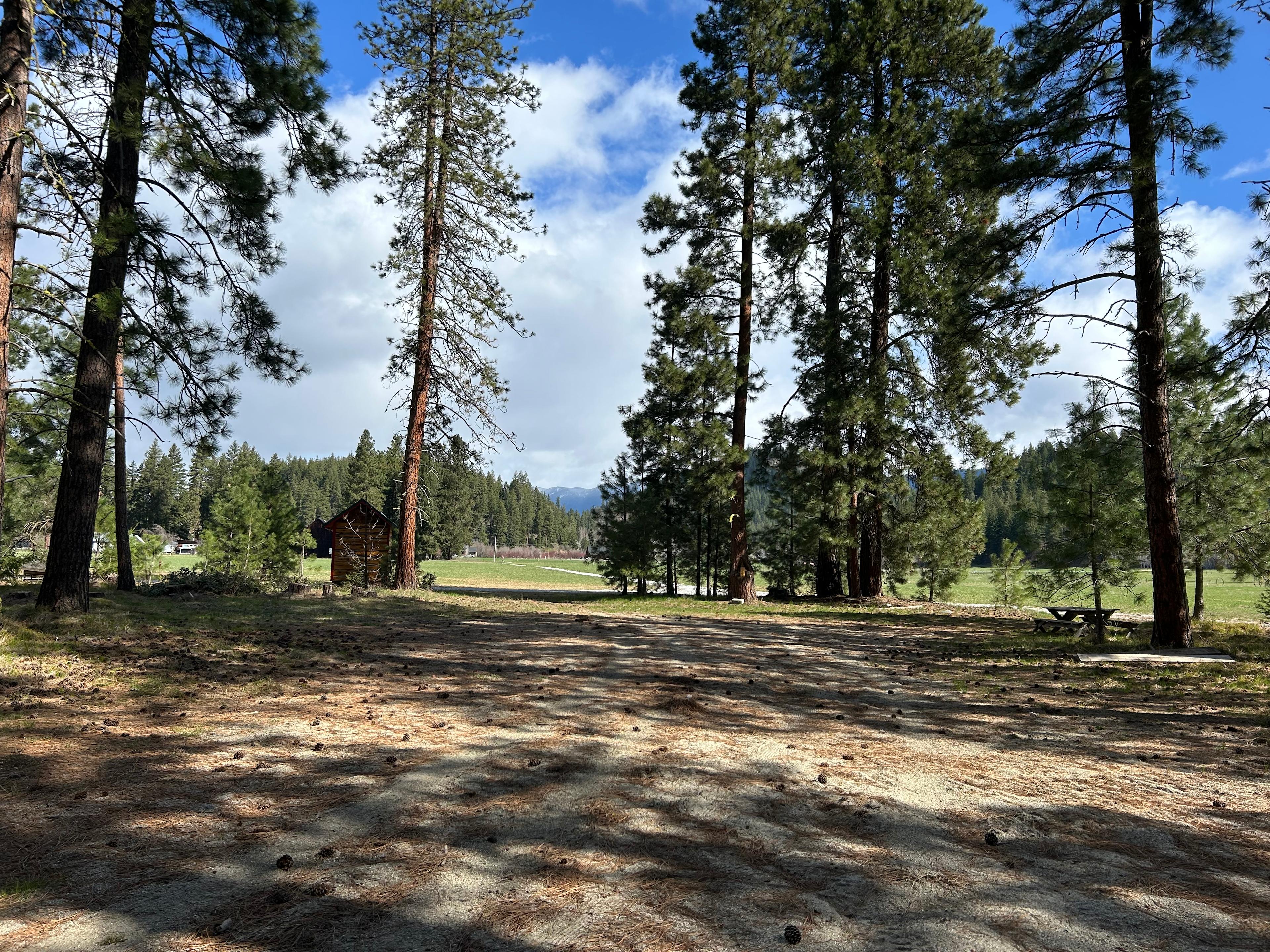 Camp Happy Dogs!  Plain Wa.