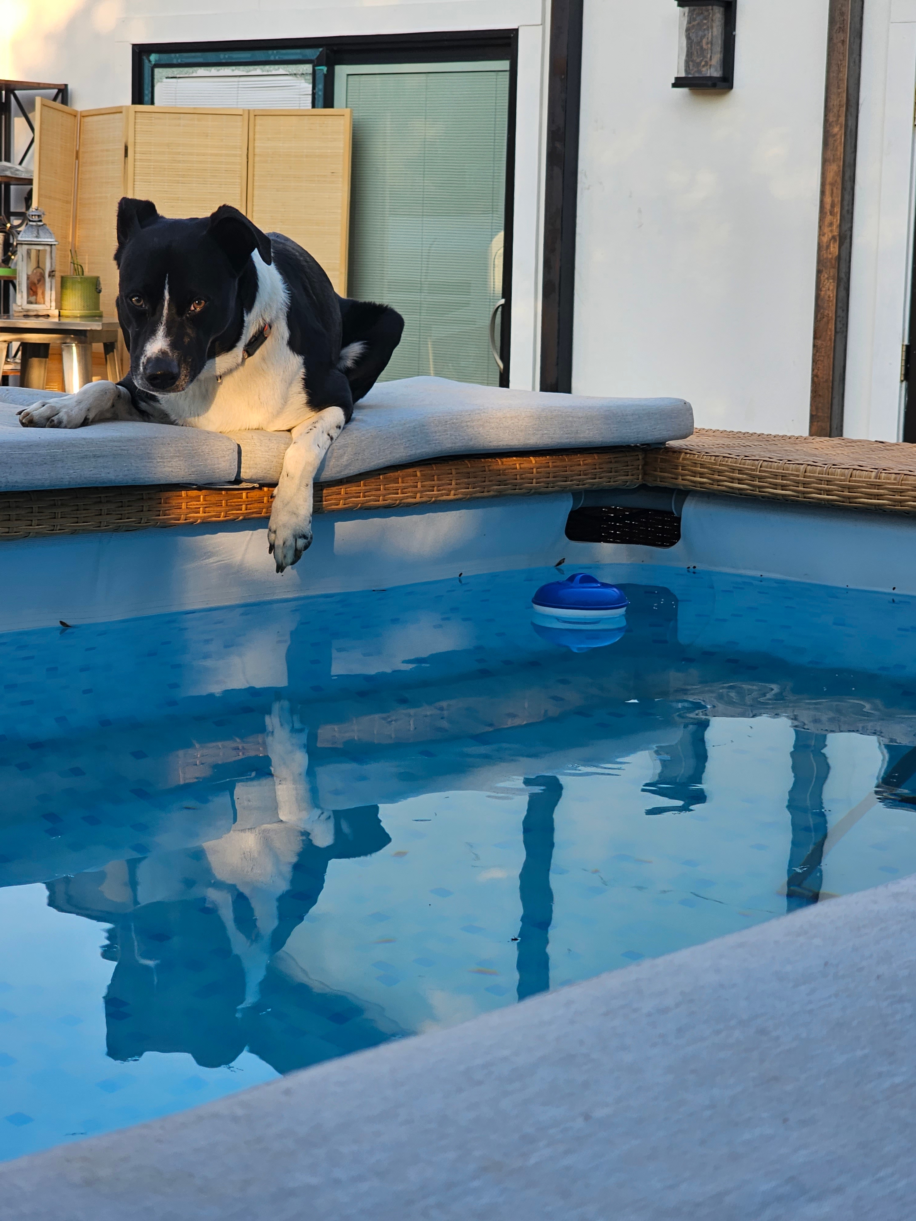 Toby loves the pool!  I've taught him to climb out the ladder. The pool is 3.5' deep. Toby can actually stand on his hind legs with head out.
