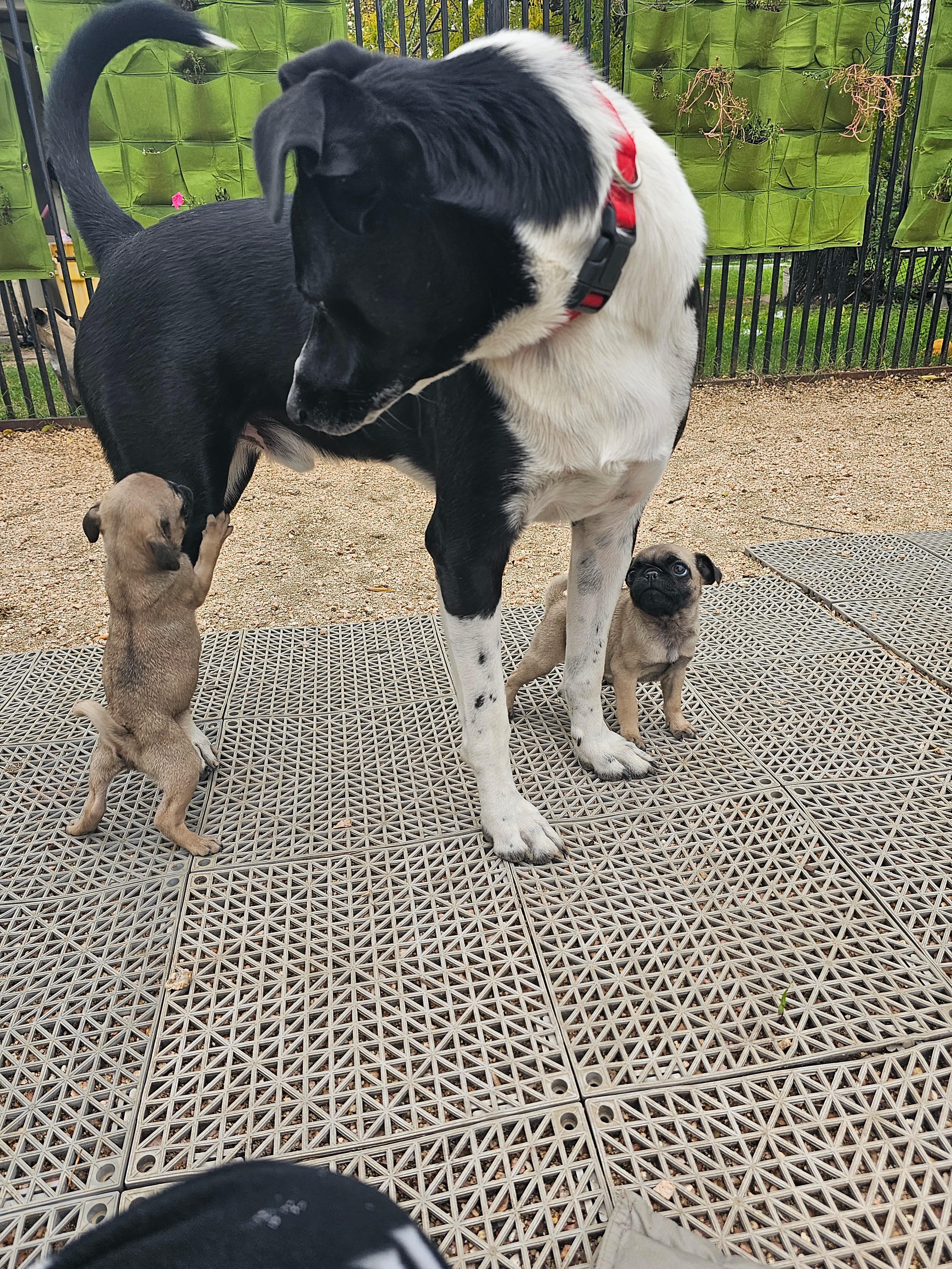 Toby plays with intensity of his guests.  Gentle with puppies, older, smaller dogs...or full on for bigger, playful dogs!