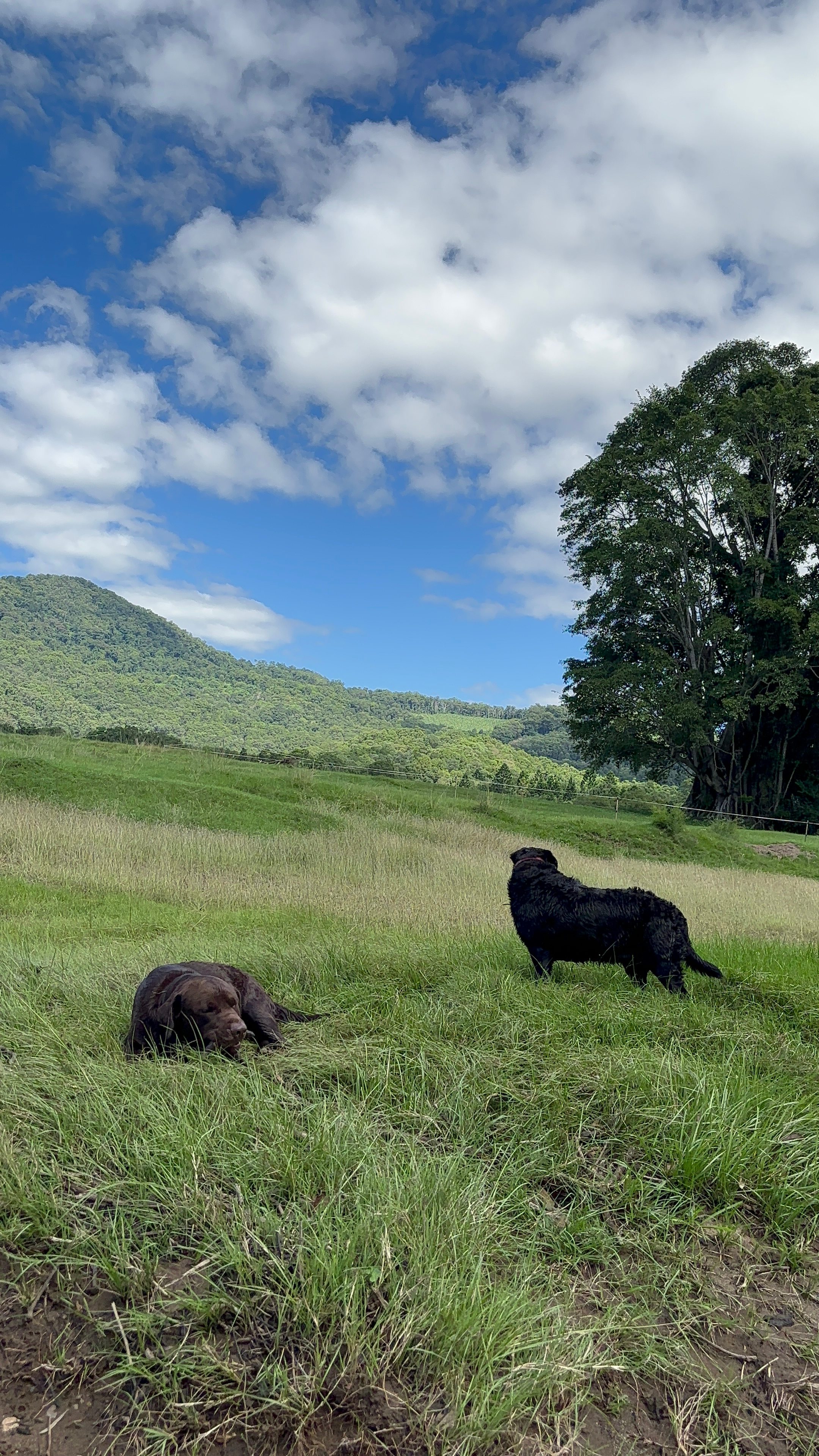 McKenzies Mountain, Wollumbin