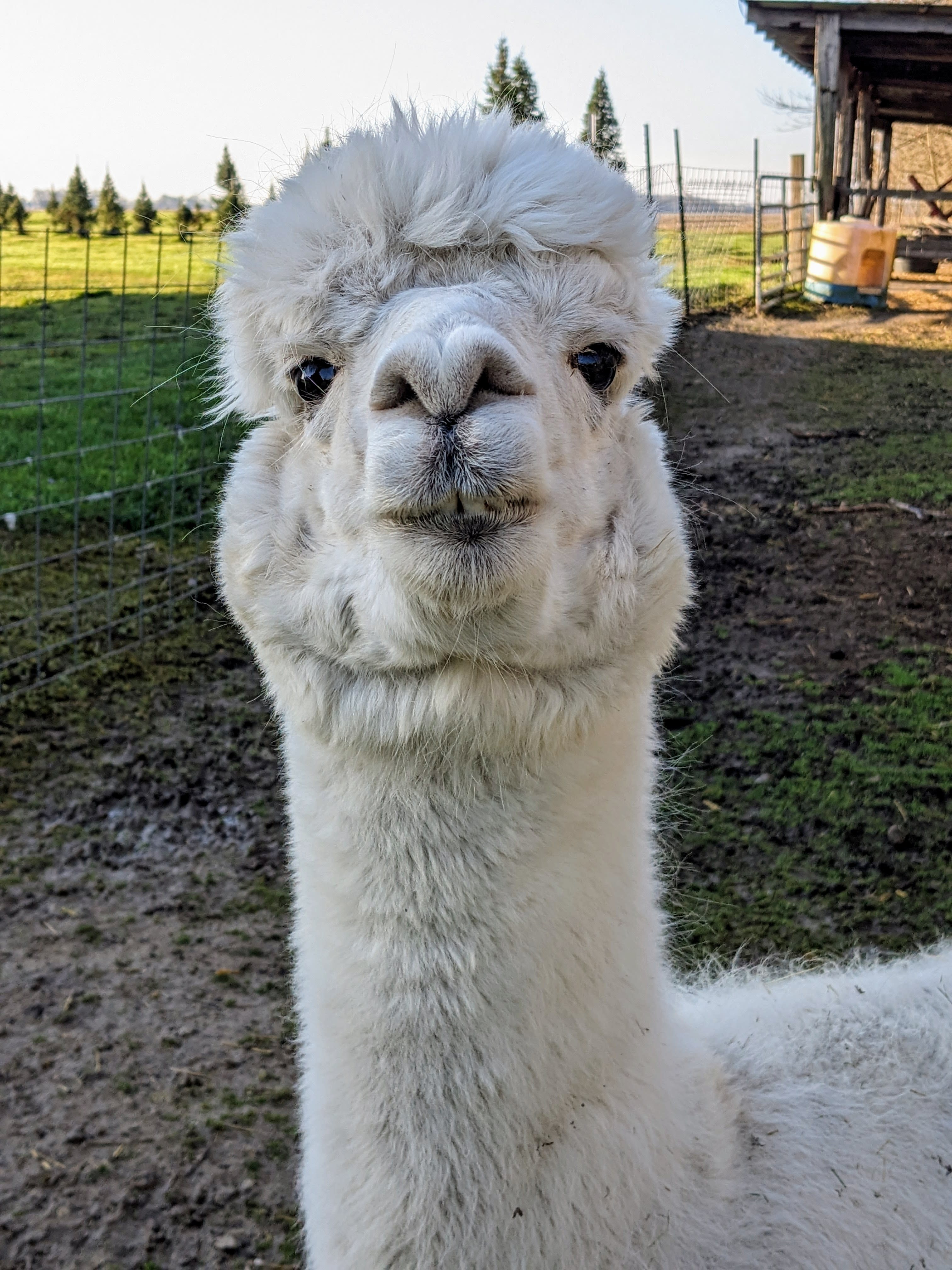 Clearview Christmas Tree Farm