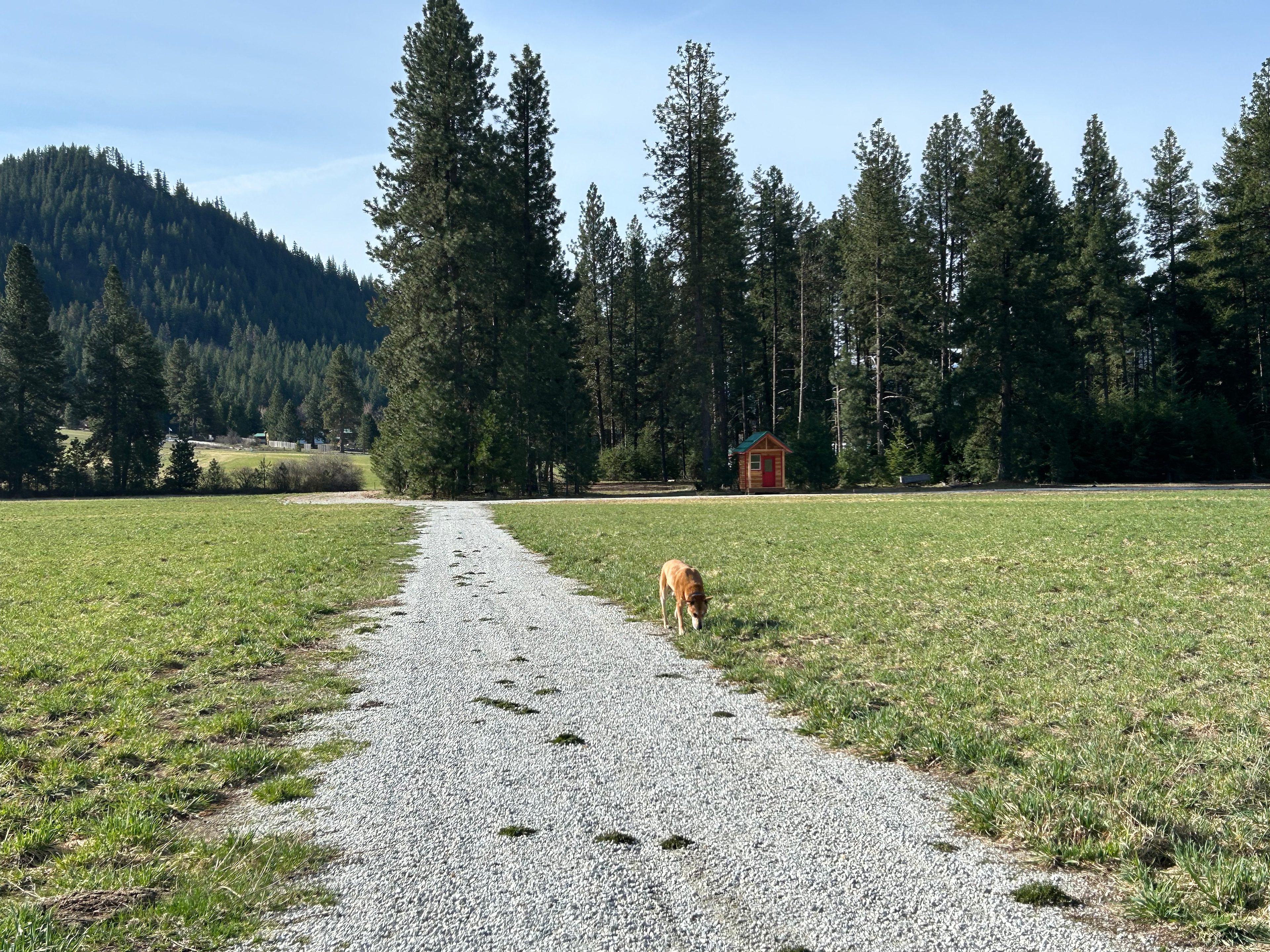 Camp Happy Dogs!  Plain Wa.