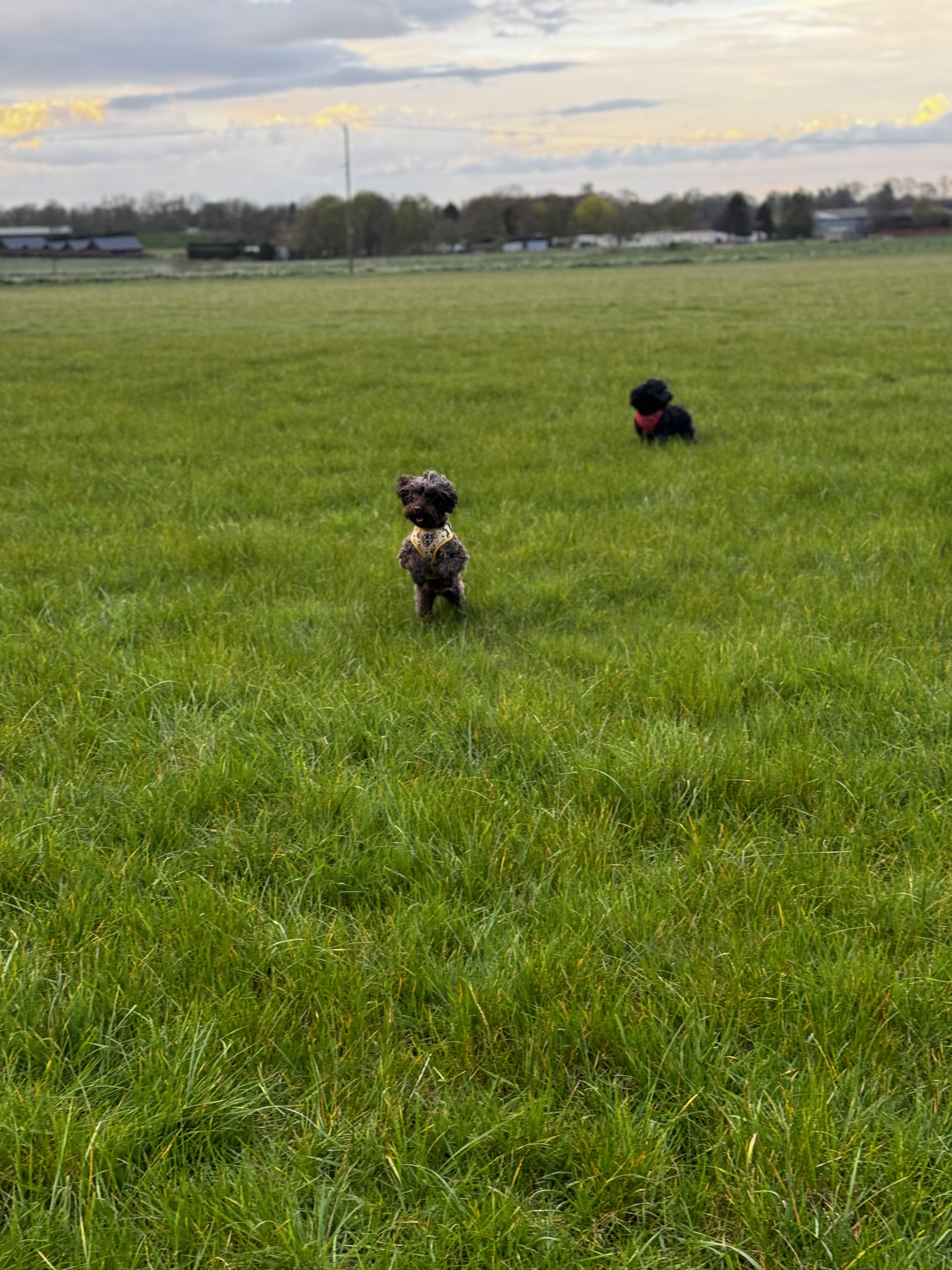 Painters Farm Campsite