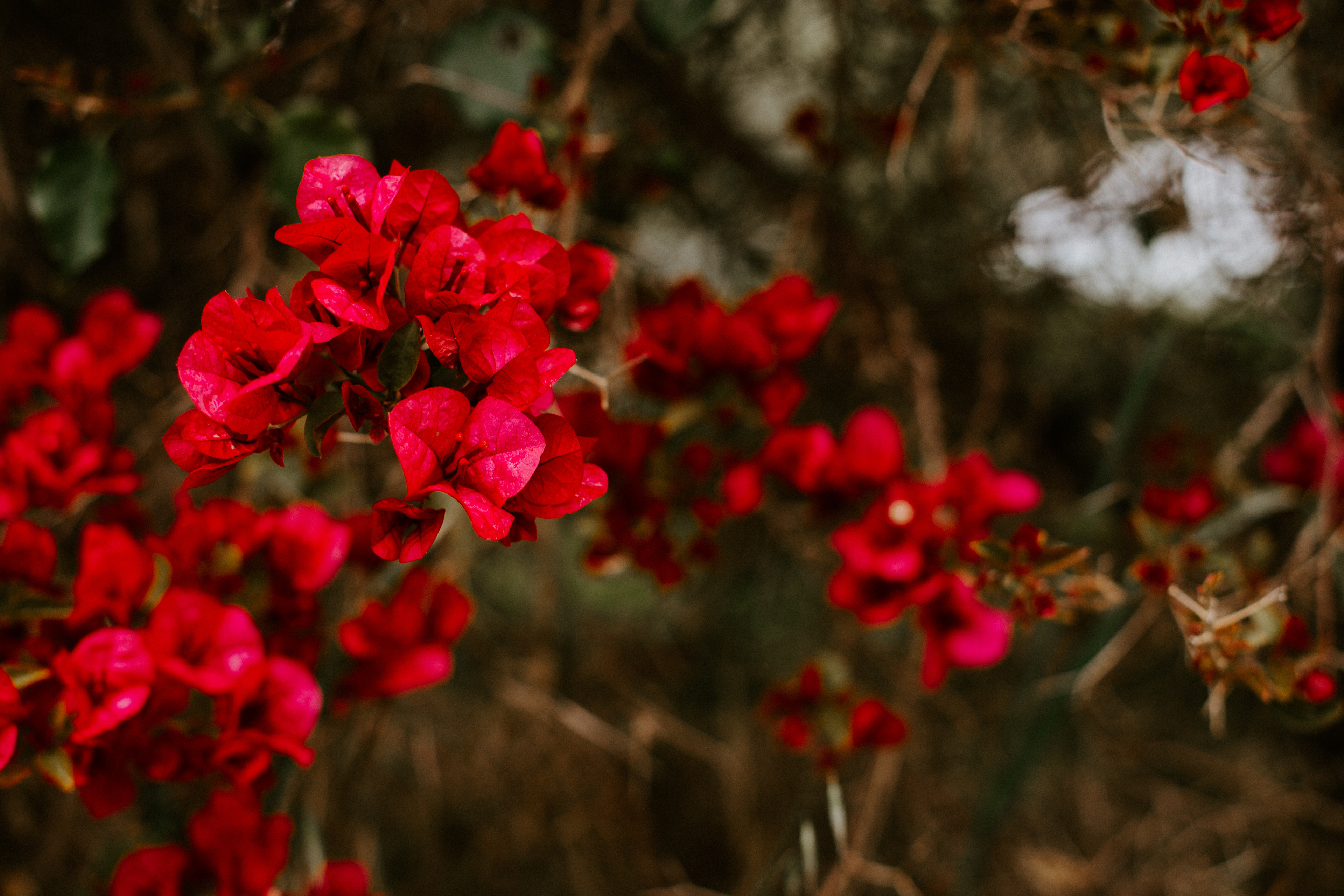 Lots of beautiful flowers