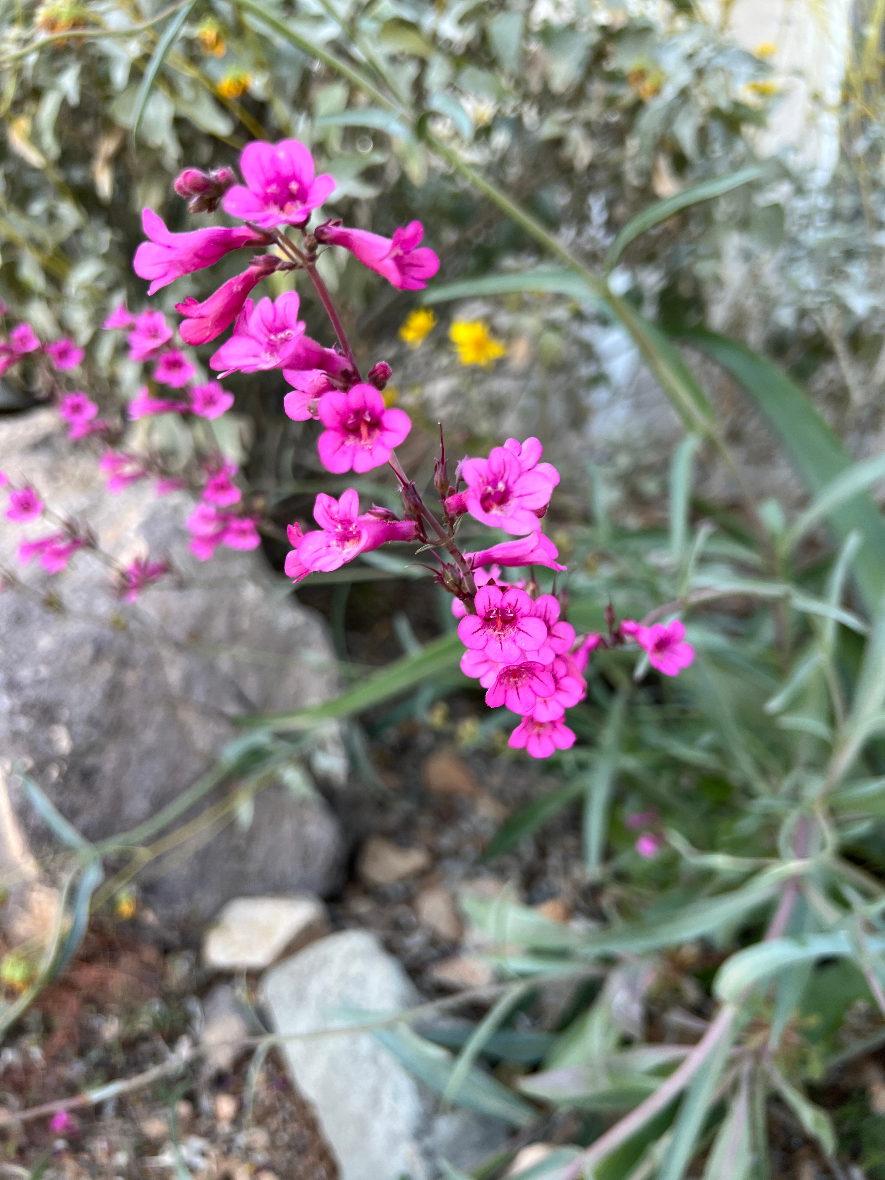 Crested Saguaro Desert Ranchita