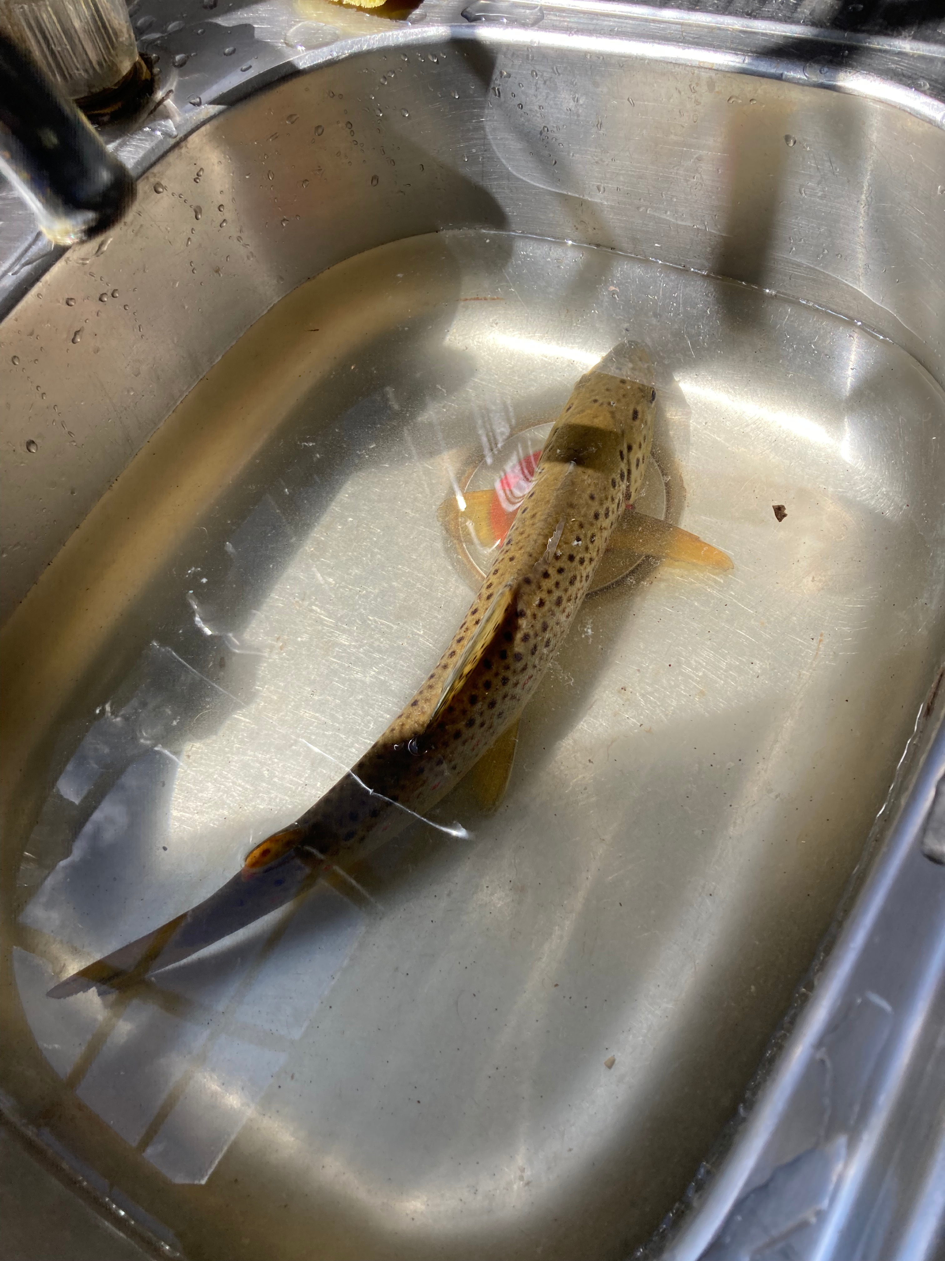 Bigyard Hipcamp where ...