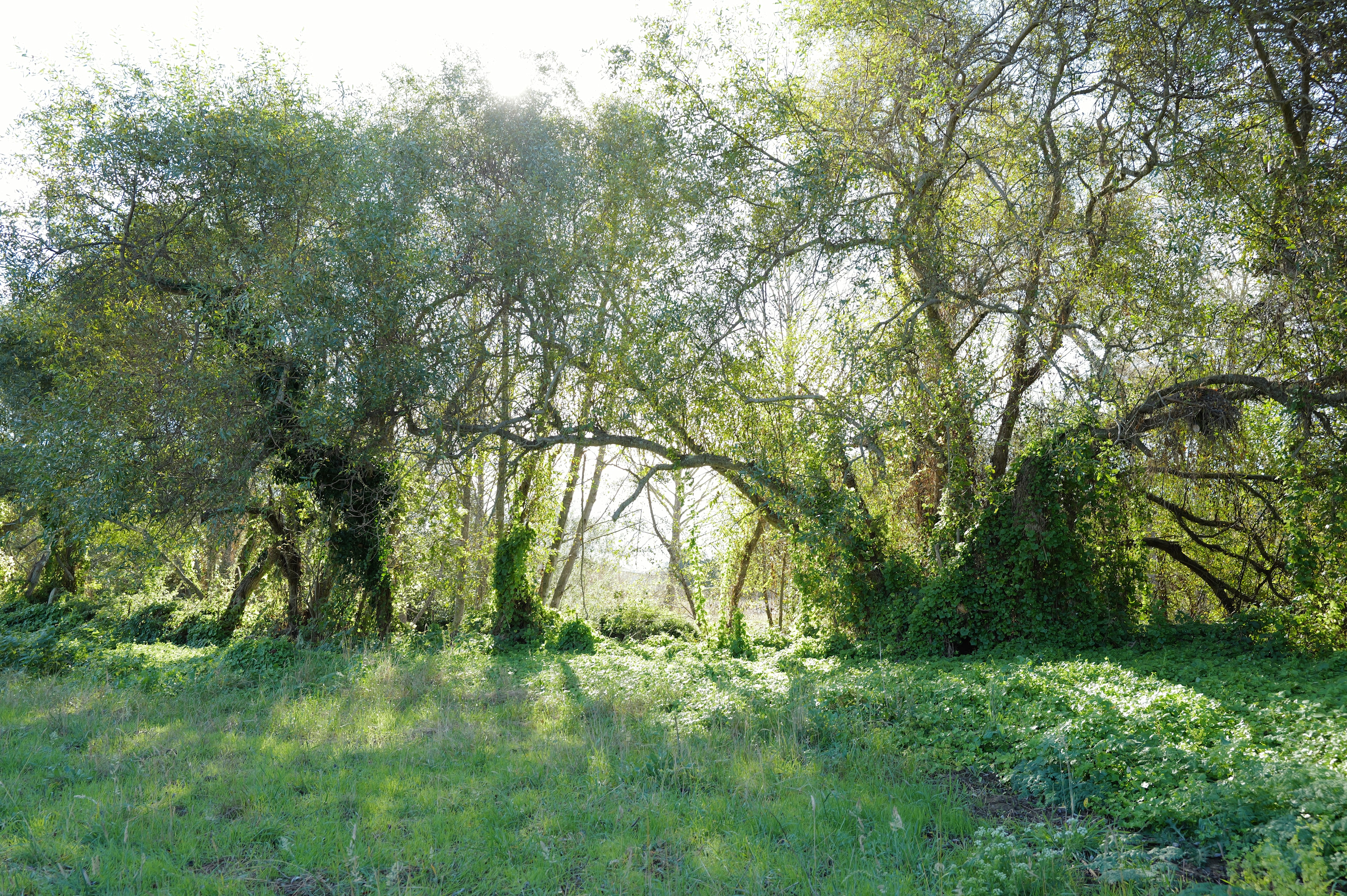 Gro 4 Gold Plant Studio