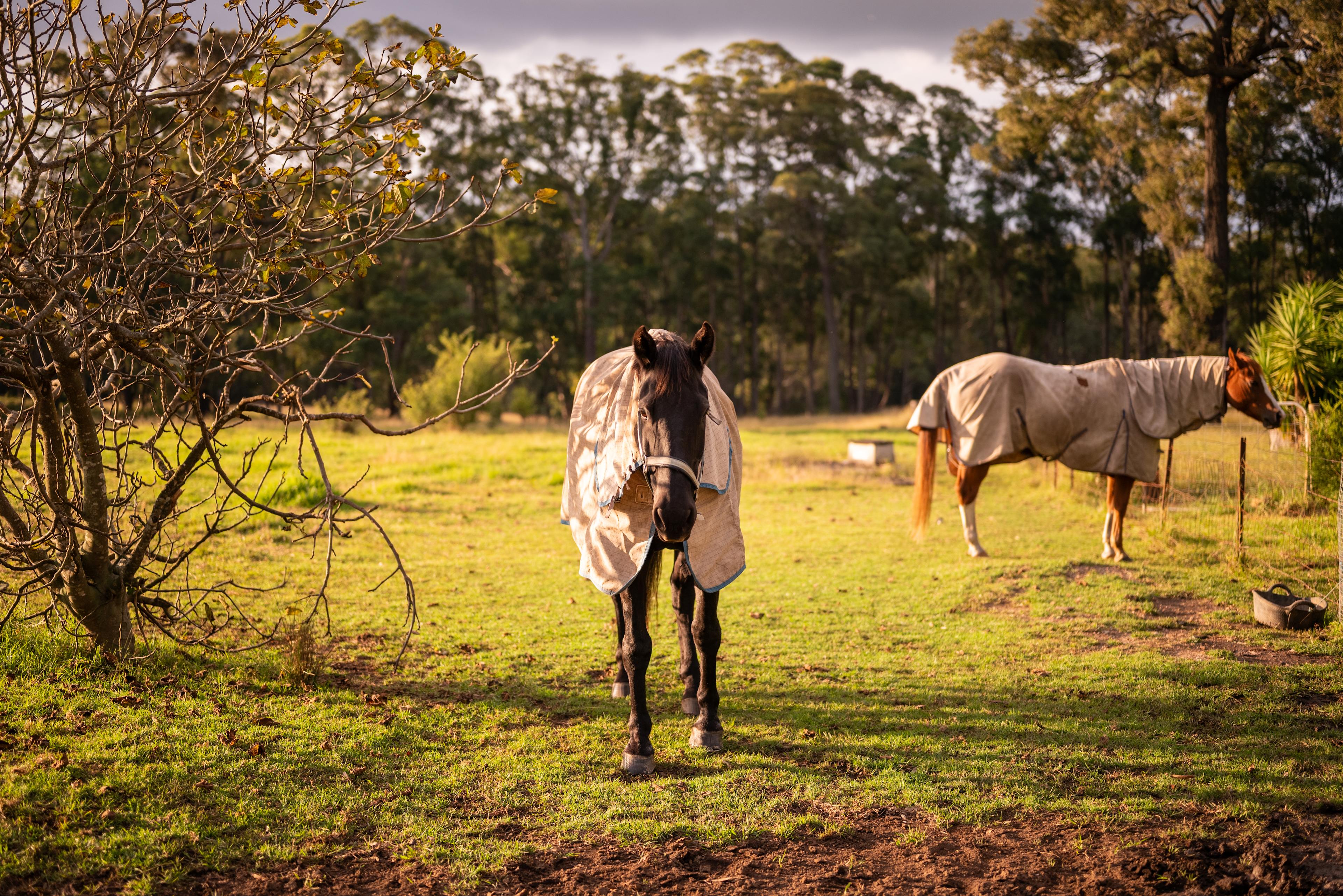 Friendly horses can be found here too! 