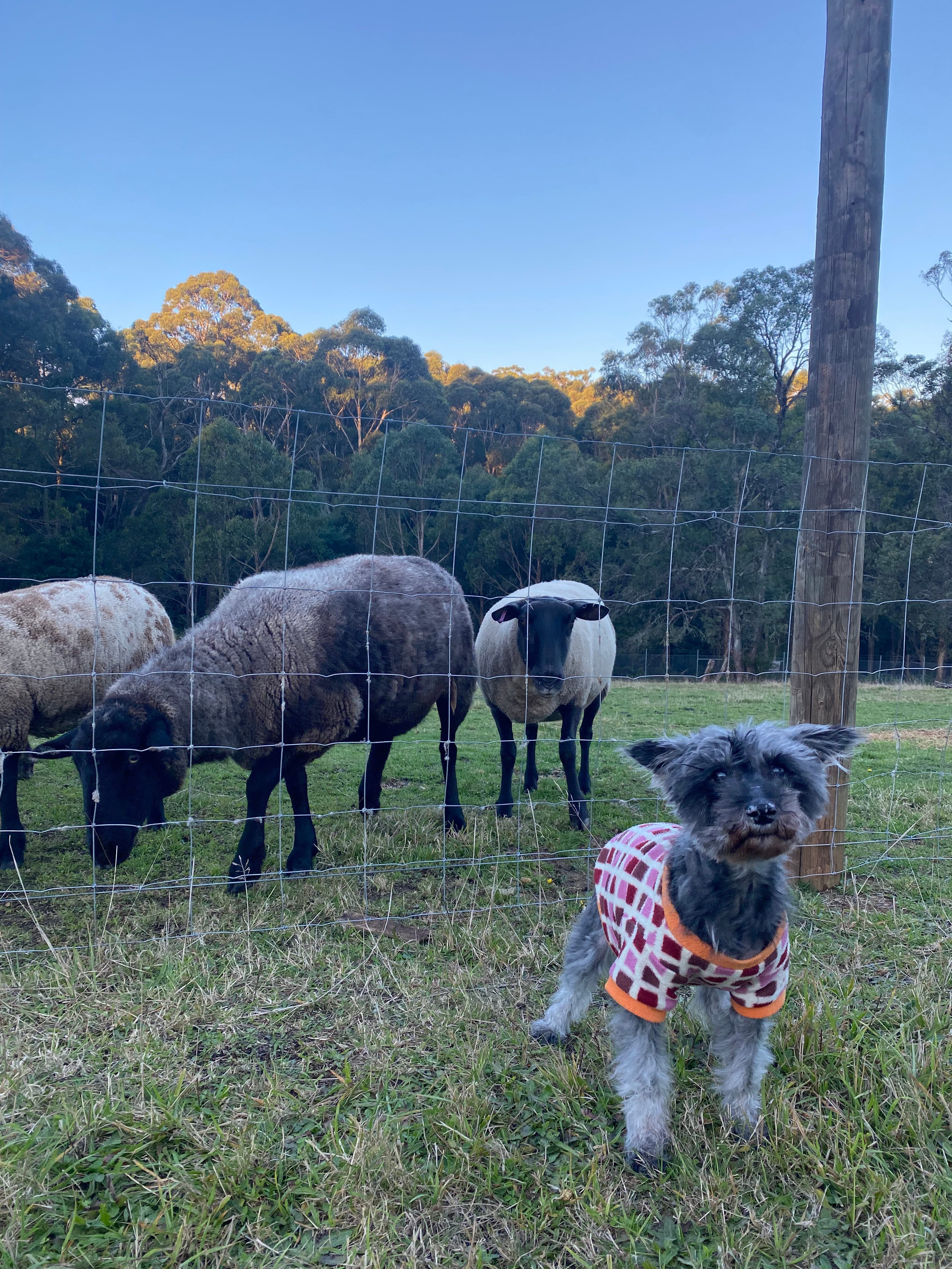 Mountain Flower Farm