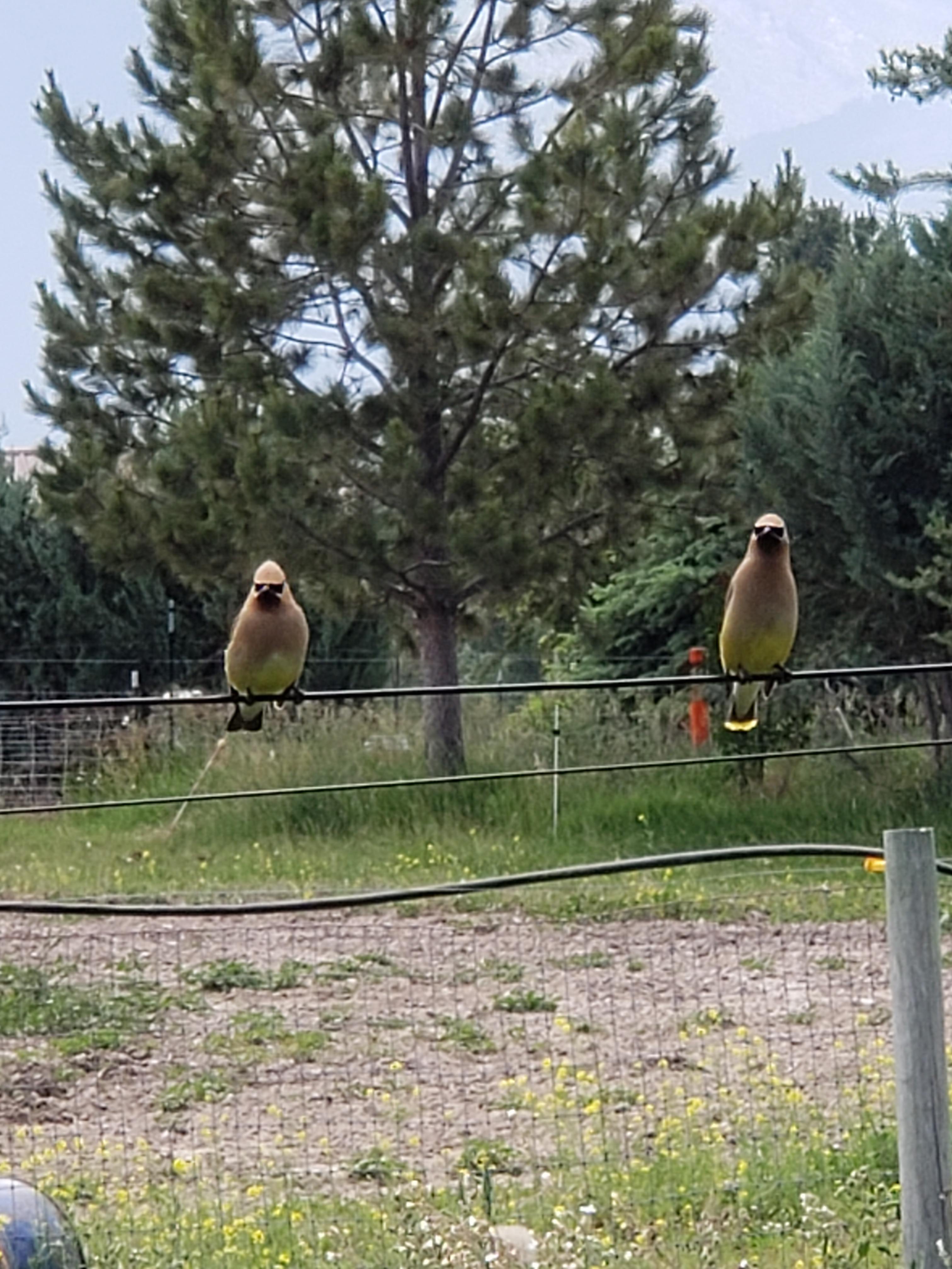 Bitterroot Farm Getaway